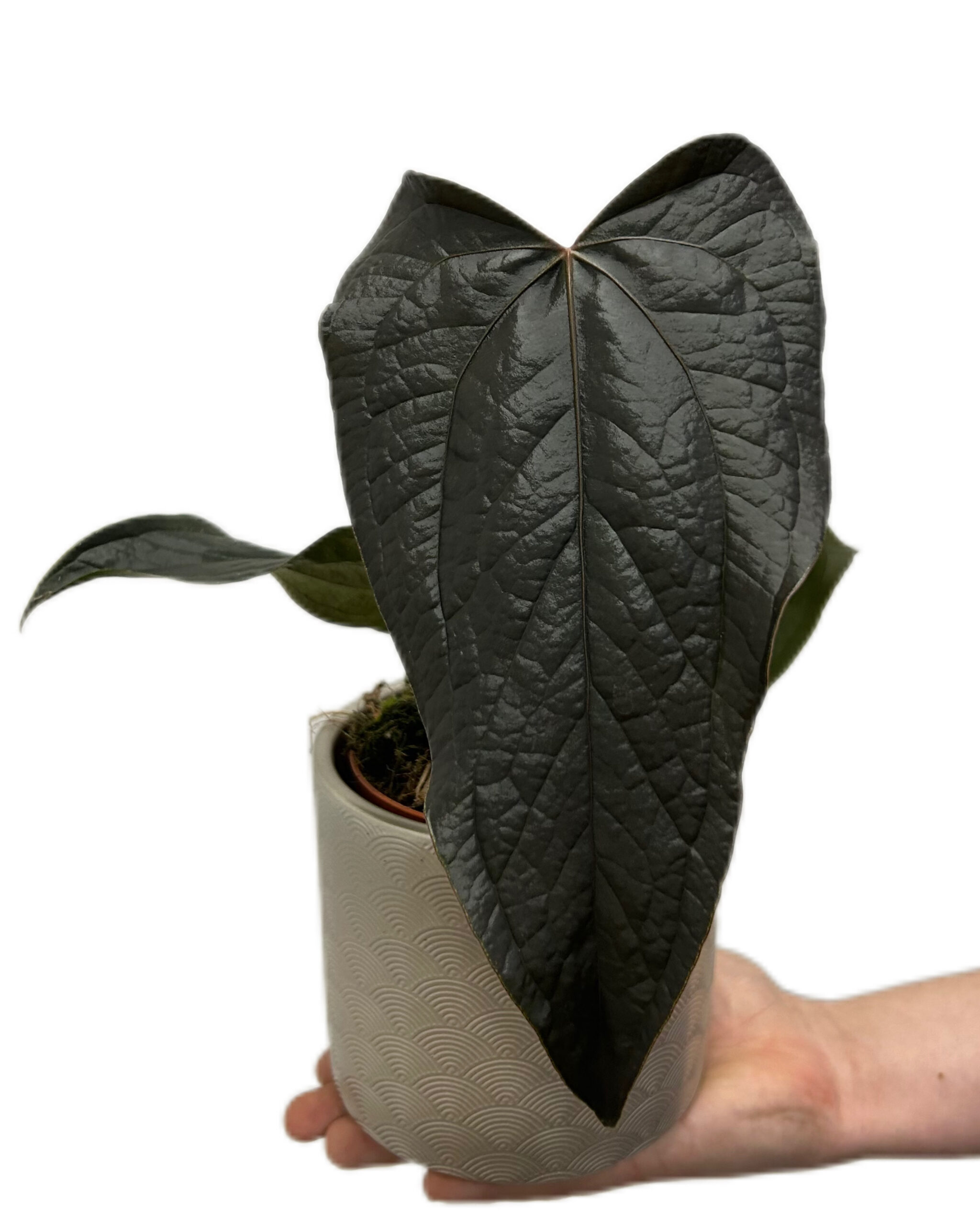 ANTQOH12-2 ANTQOH12-2