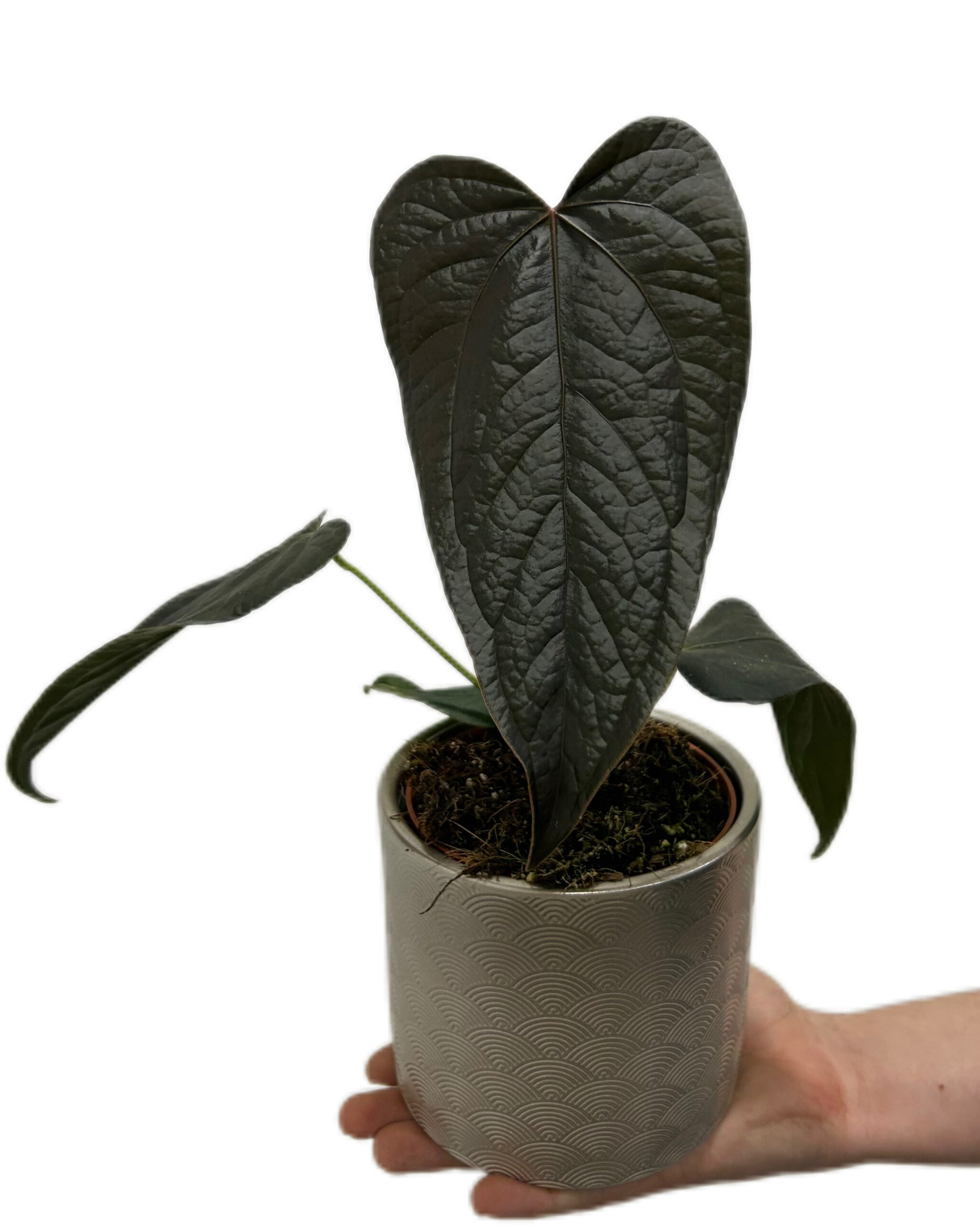 ANTQOH12-3 ANTQOH12-3