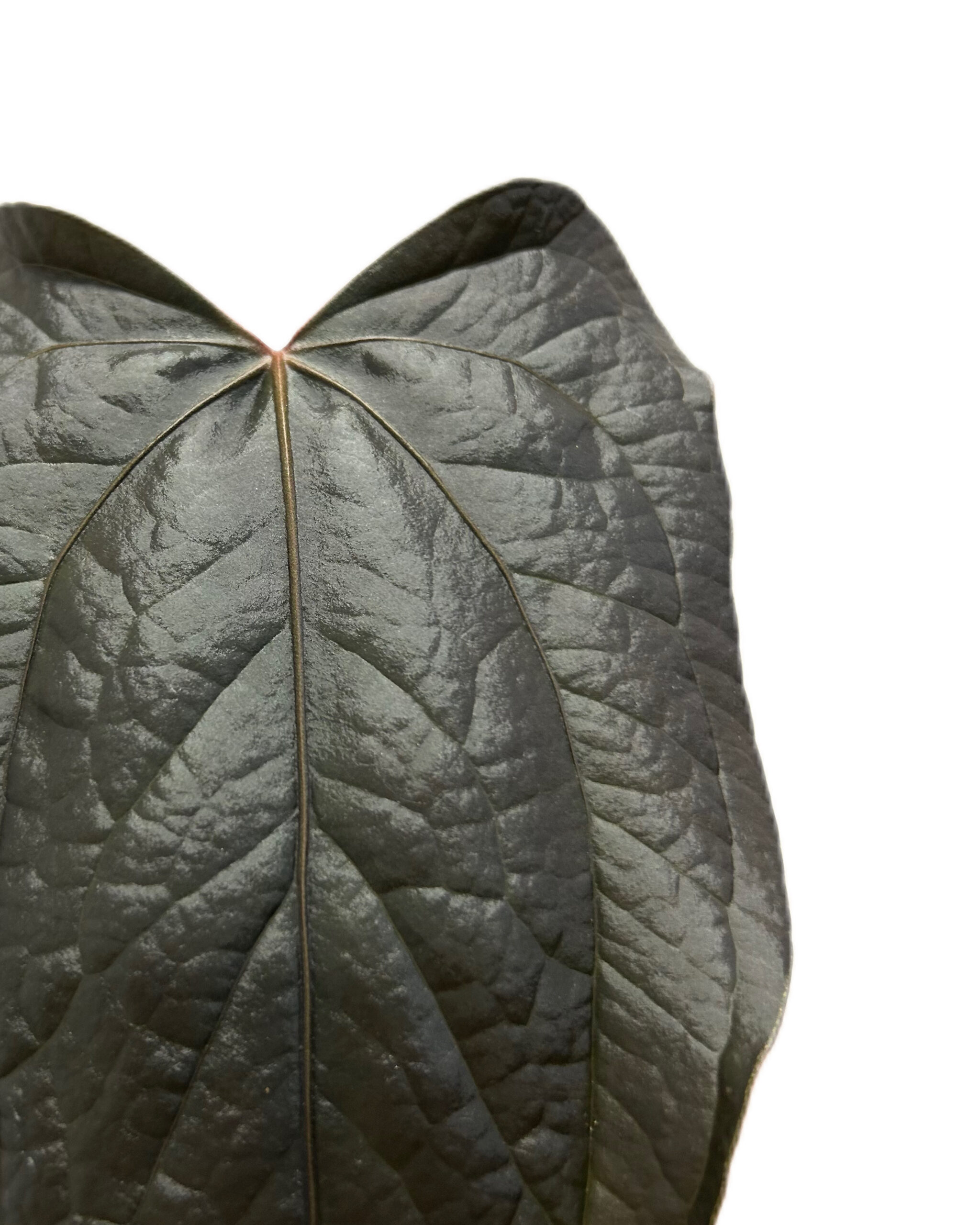 ANTQOH12-4 ANTQOH12-4