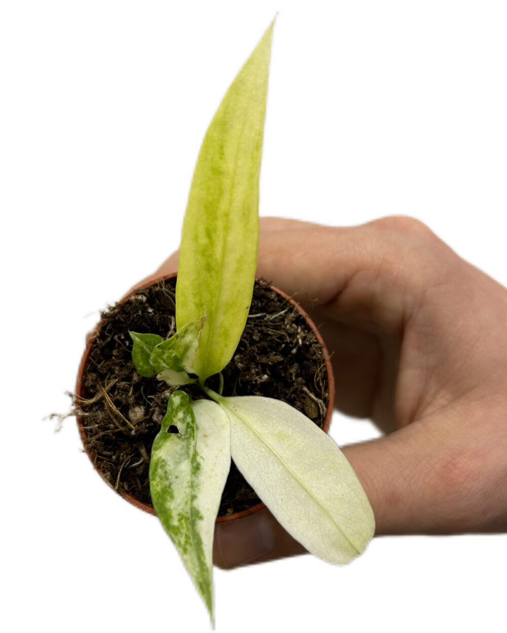 Anthurium vittariifolium ‘Variegata’ (XS)