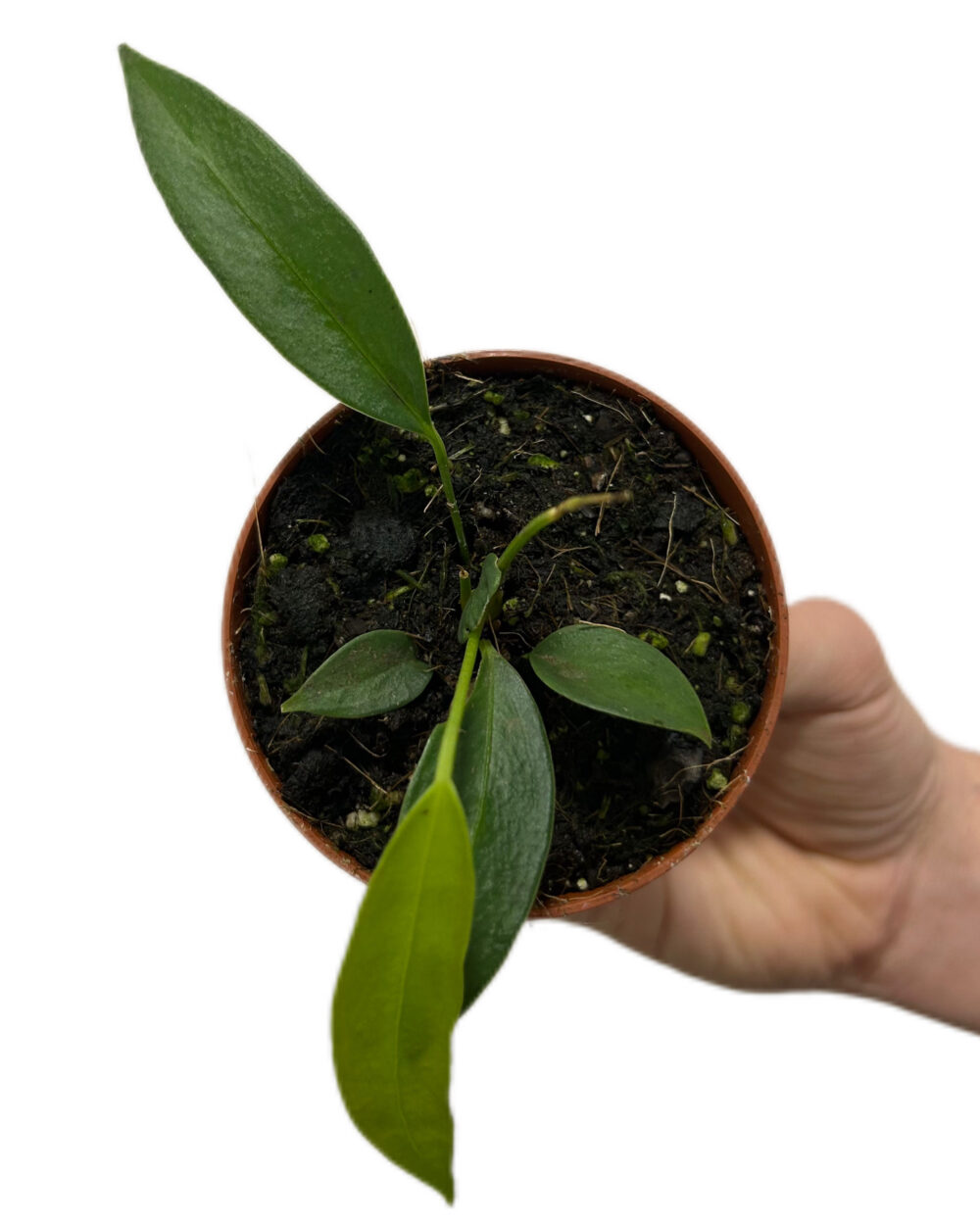 Anthurium wendlingeri (XS)