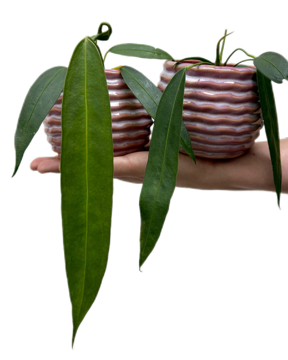 Anthurium wendlingeri (XS)