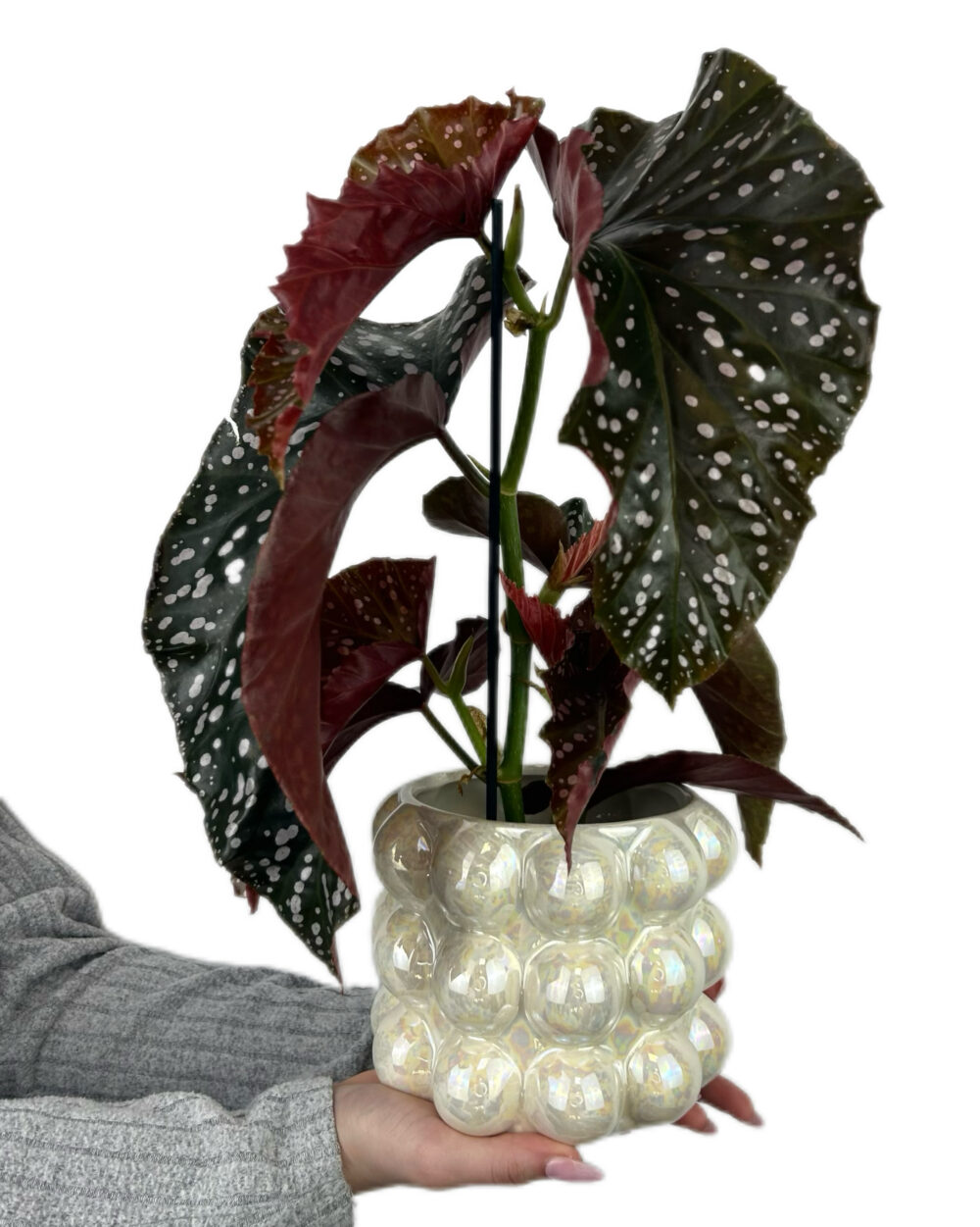 Begonia ‘Cracklin’ Rosie’ (L)