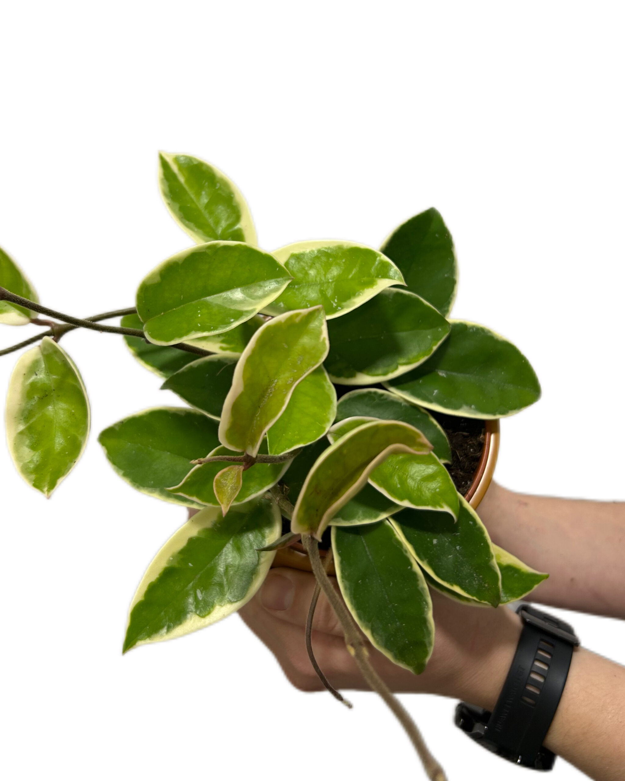 HOYCKQ12-1 HOYCKQ12-1