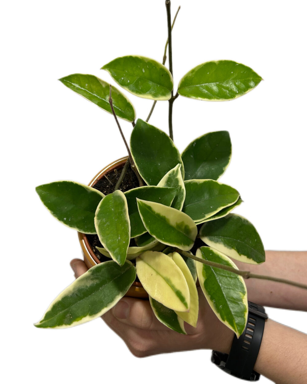 Hoya carnosa ‘Krimson Queen’ (M)