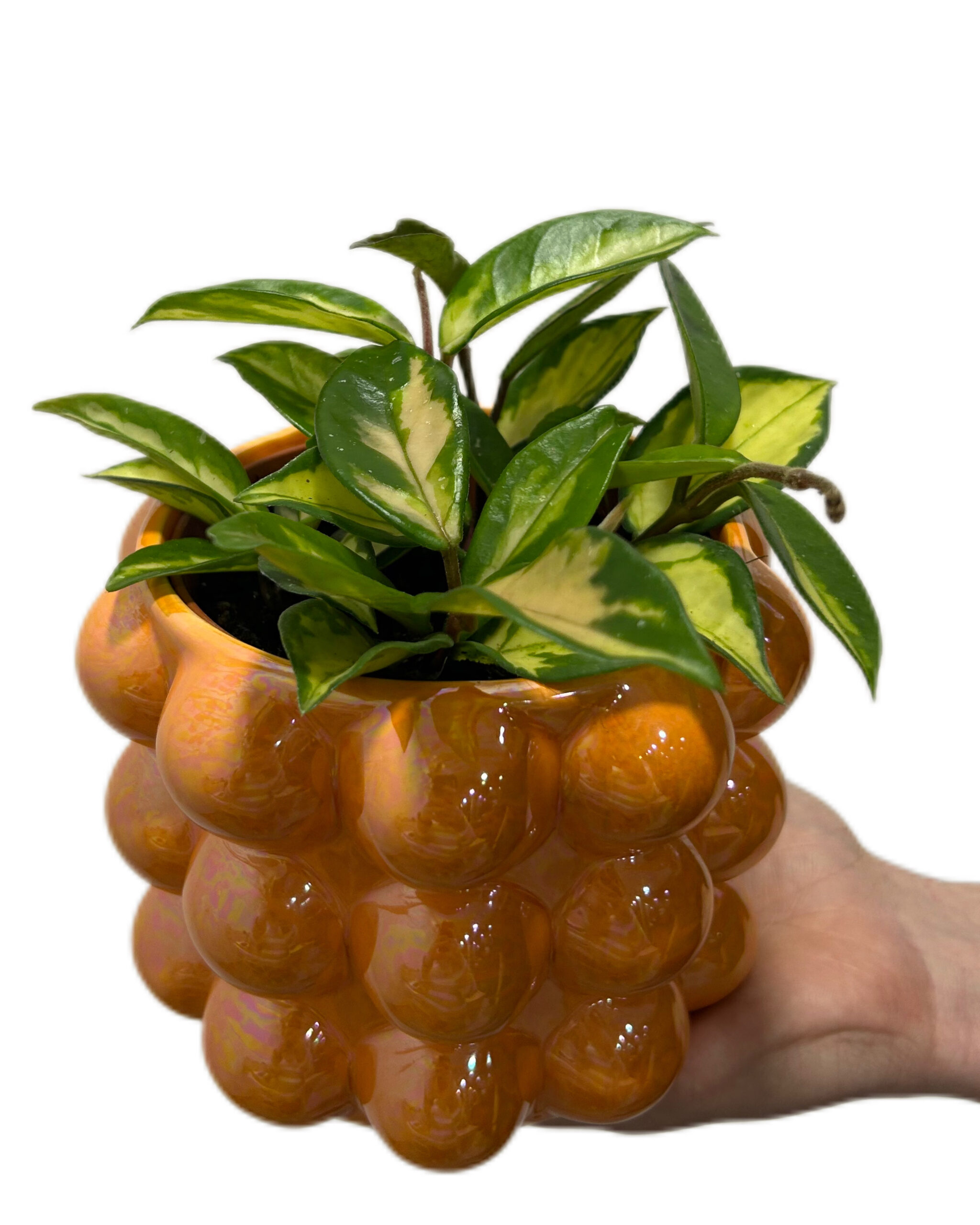 HOYCTR12-1 HOYCTR12-1