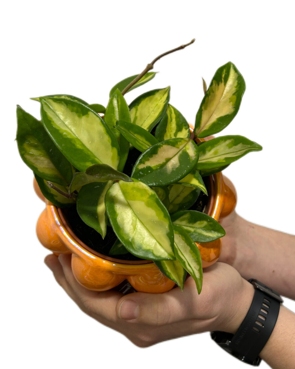 Hoya carnosa ‘Tricolor’ (M)