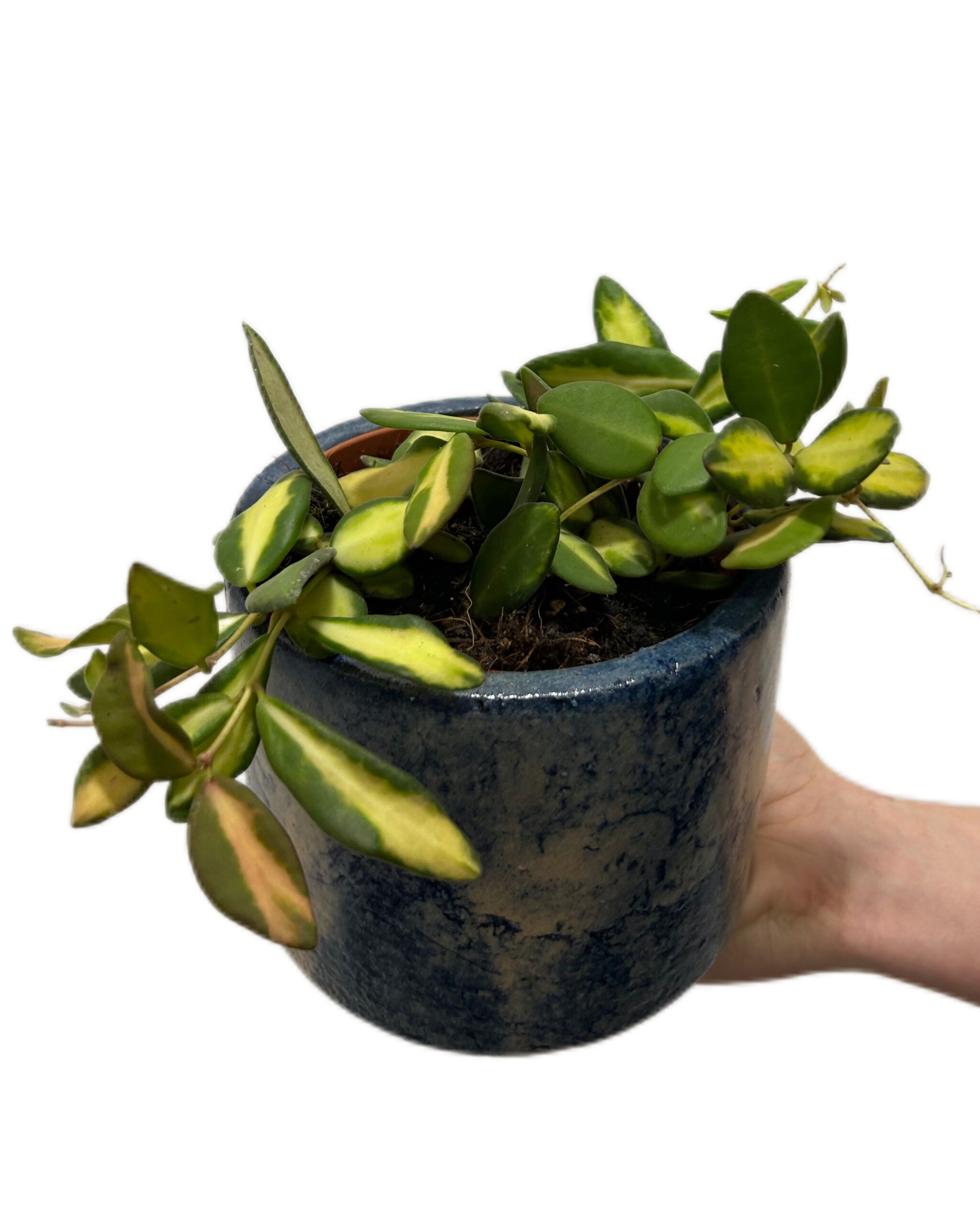 HOYDS7012-1 HOYDS7012-1