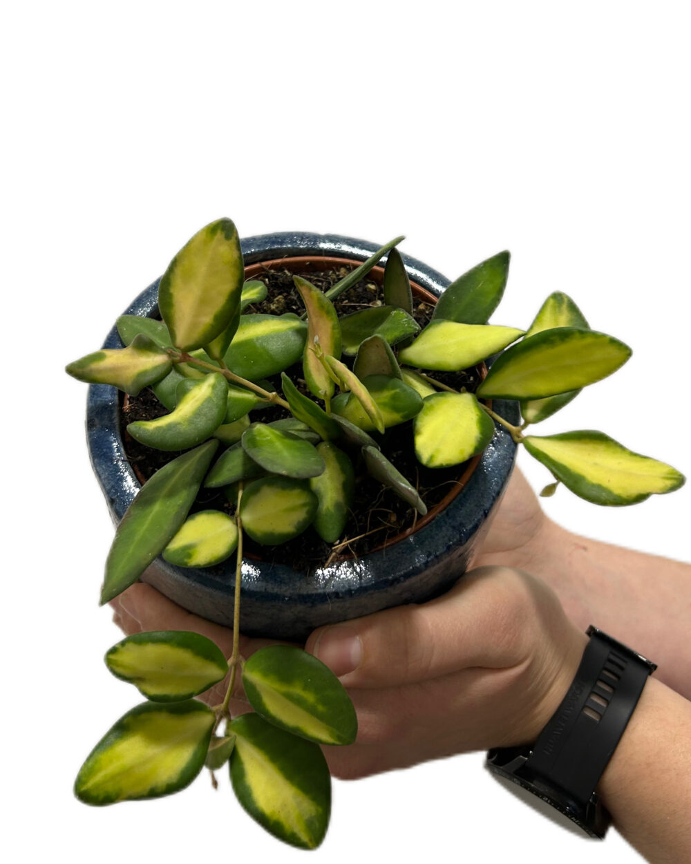 Hoya ‘DS-70’ (M)