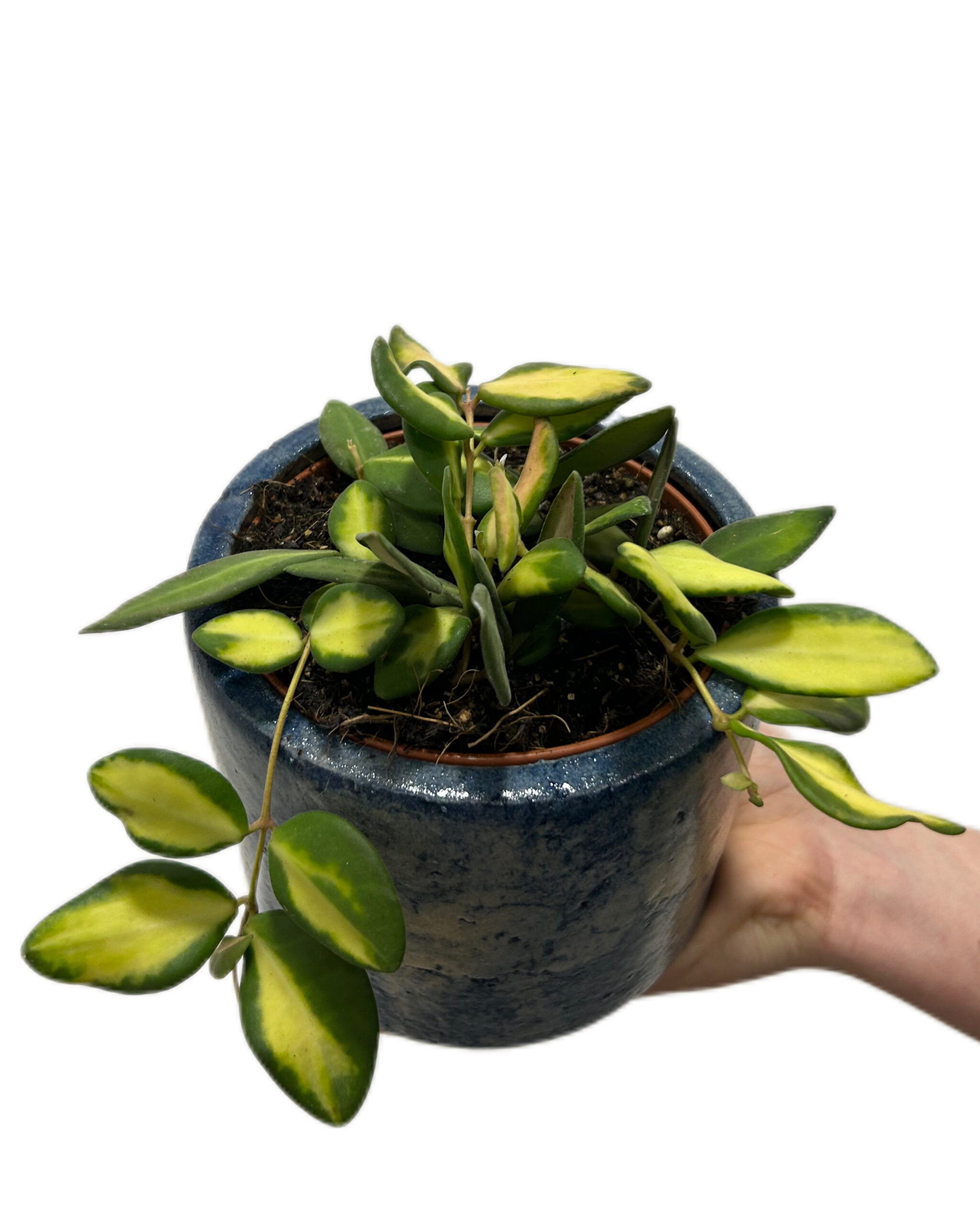 HOYDS7012-3 HOYDS7012-3