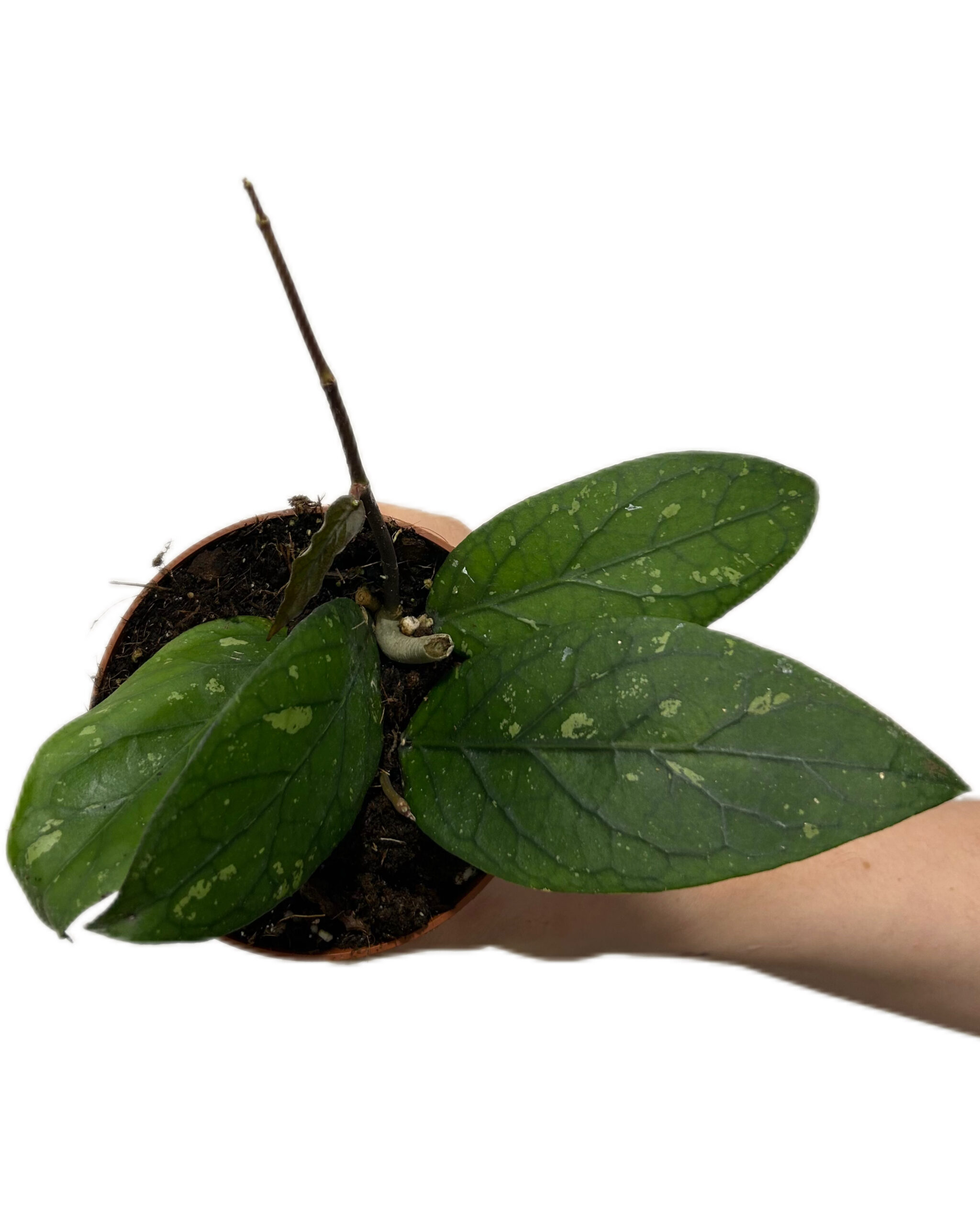 HOYGAY105-1 HOYGAY105-1