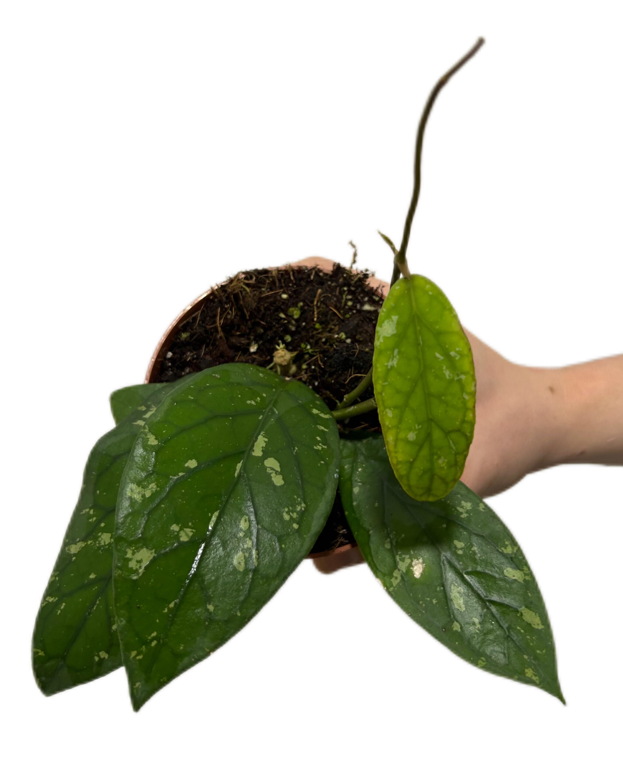 HOYGAY105-2 HOYGAY105-2