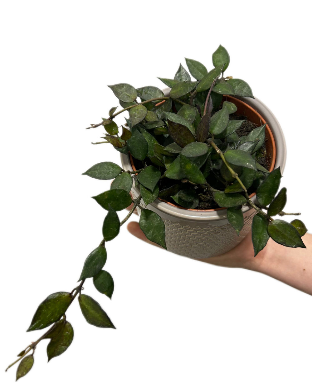 Hoya krohniana ‘Black Leaves’ (M)