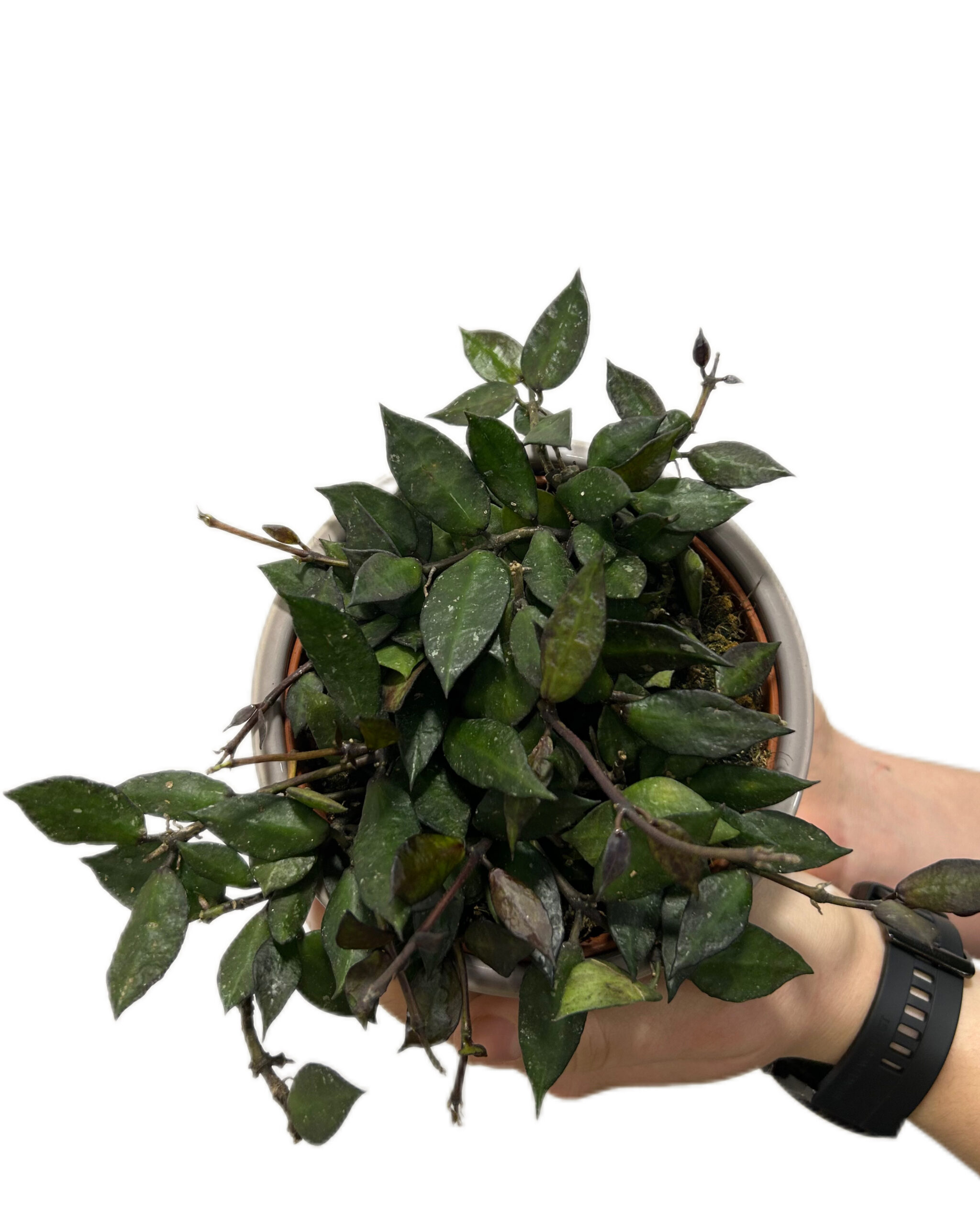 HOYKBL12-2 HOYKBL12-2