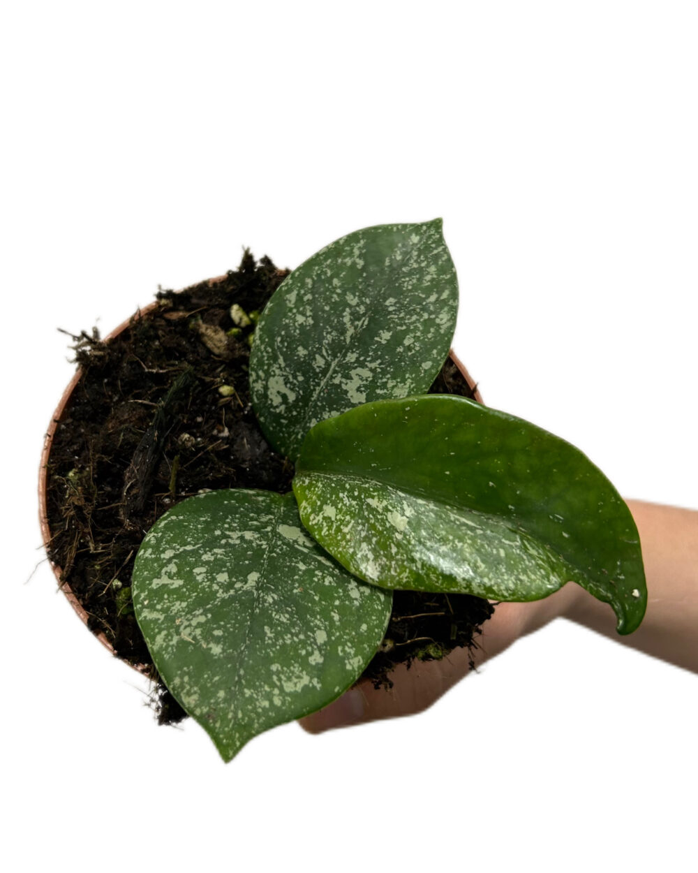 Hoya parasitica ‘Splash’ (S)