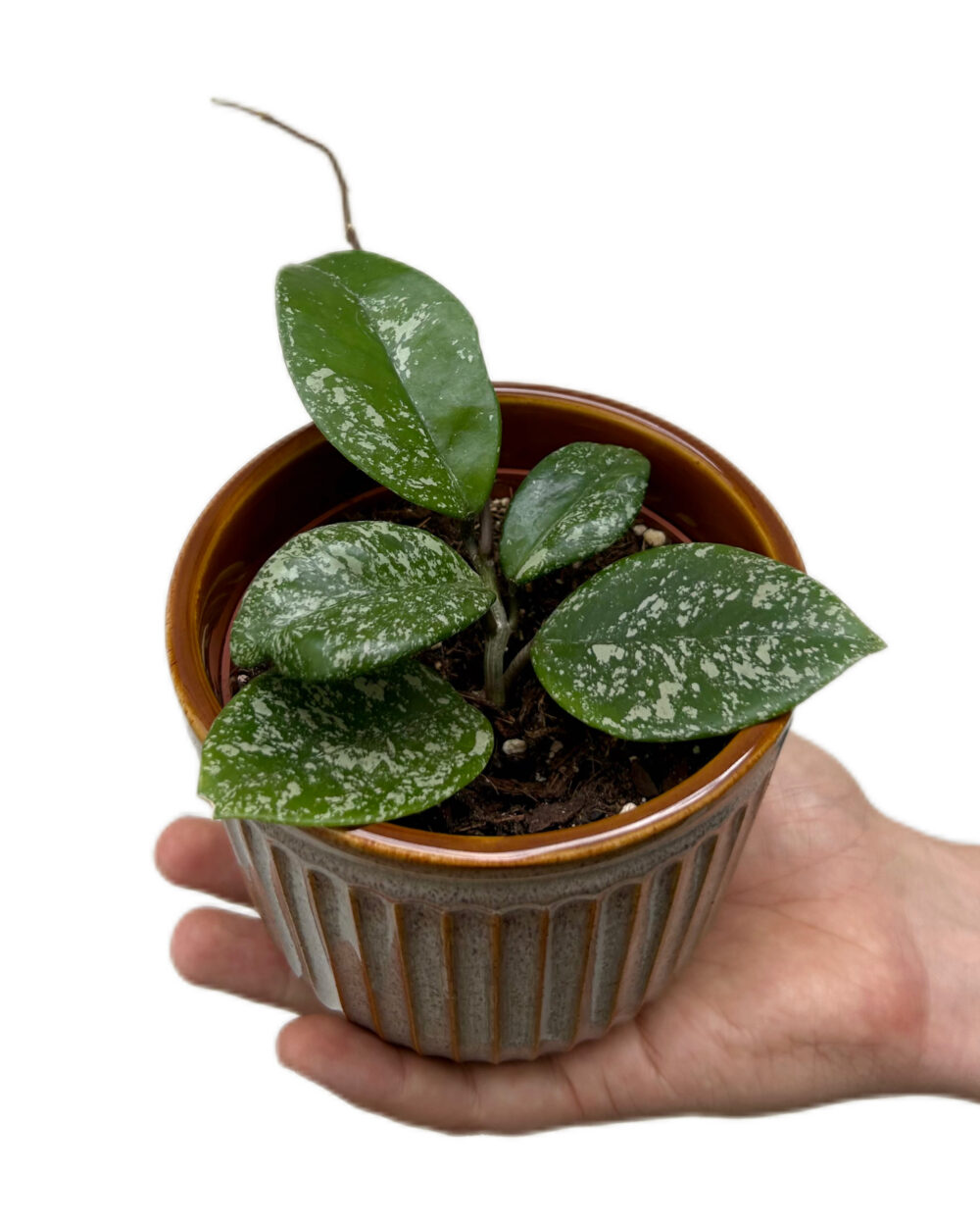Hoya parasitica ‘Splash’ (S)