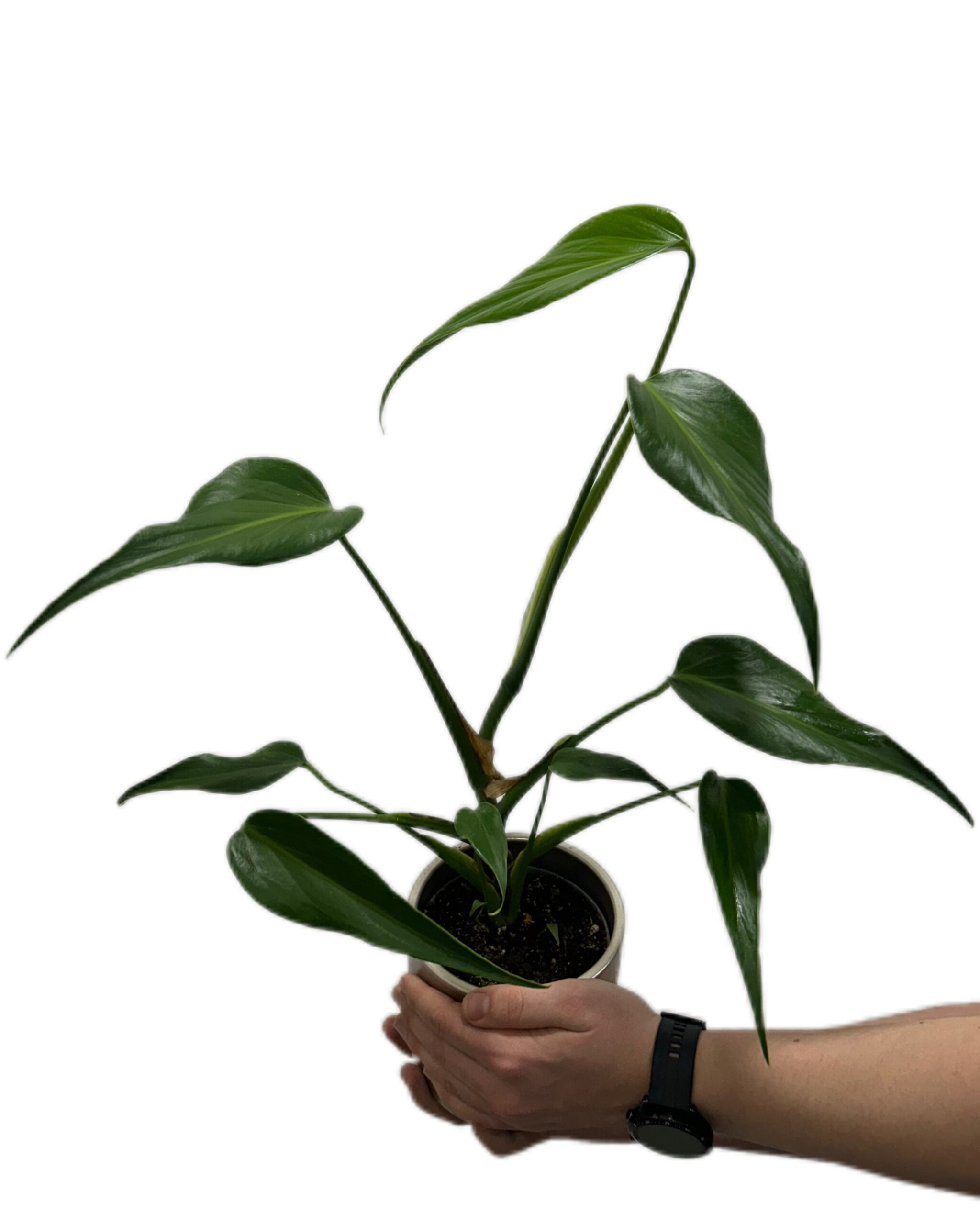 MONBMF12-1 MONBMF12-1