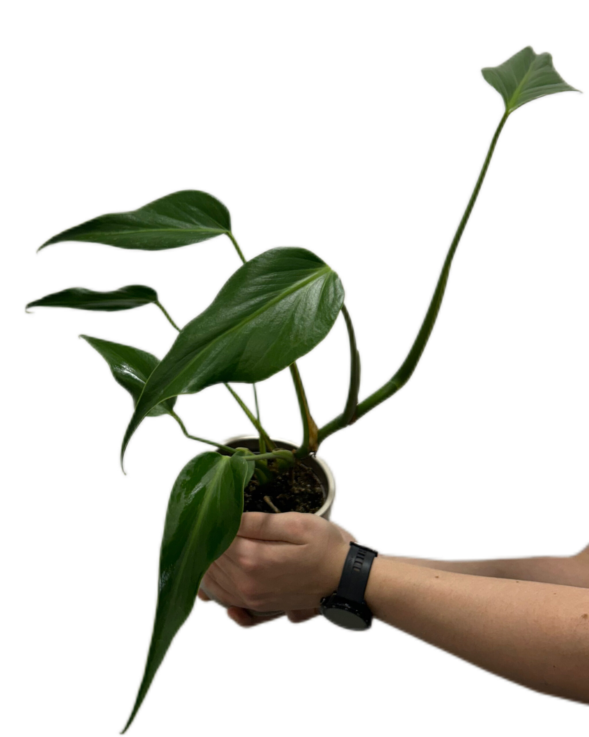 MONBMF12-2 MONBMF12-2