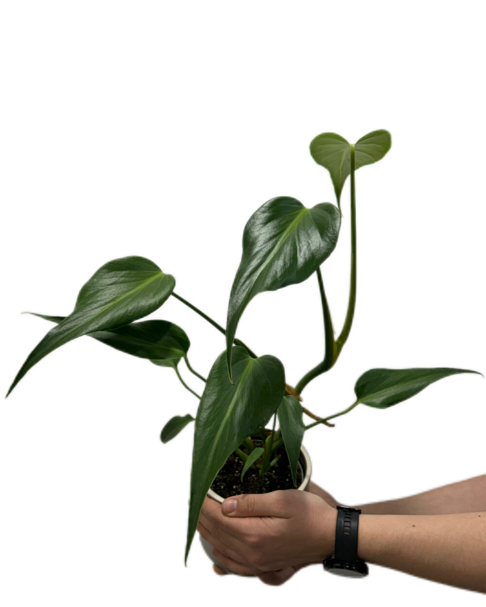 Monstera ‘Burle Marx Flame’ (M)