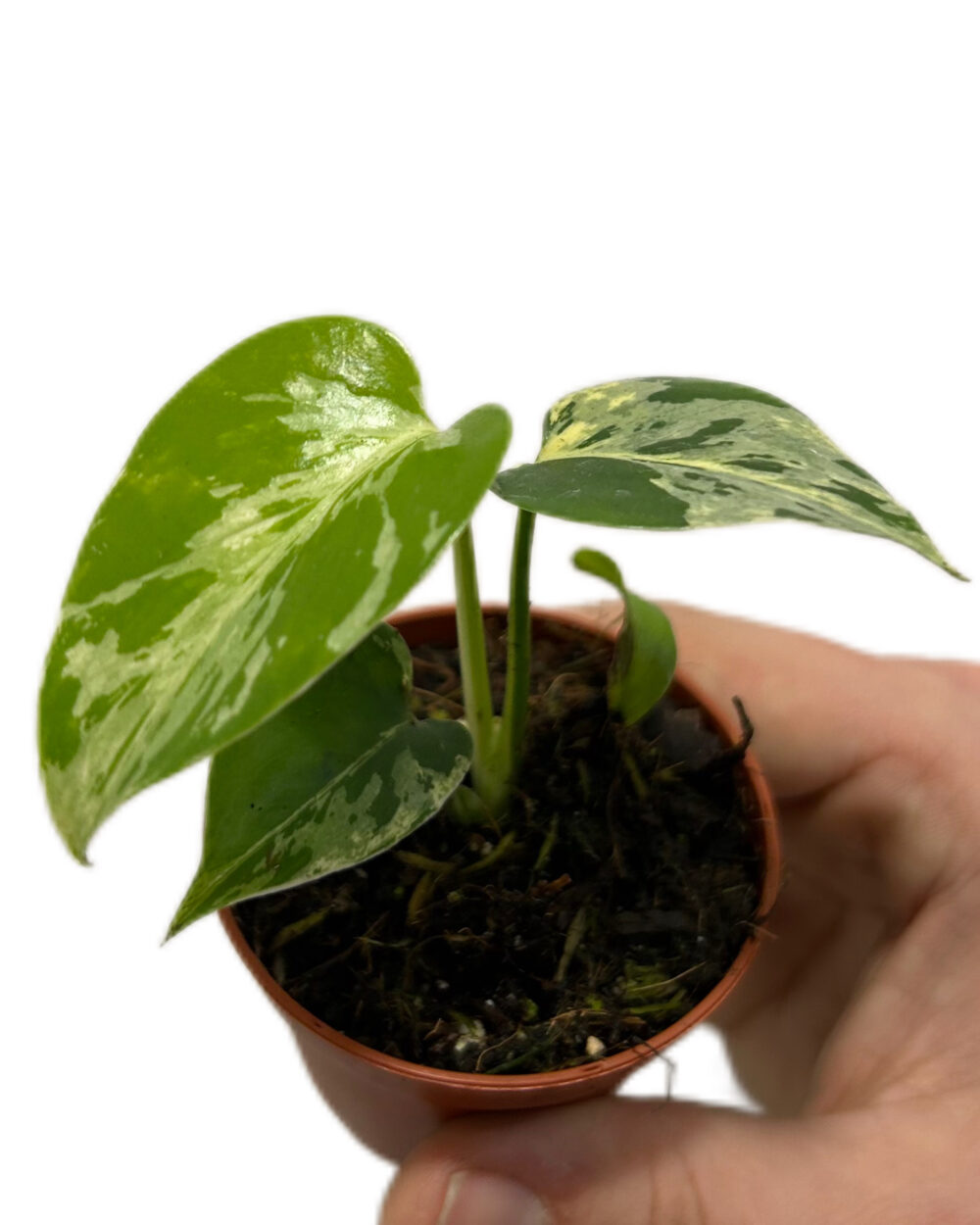 Monstera deliciosa ‘Bulbasaur’ (XS)