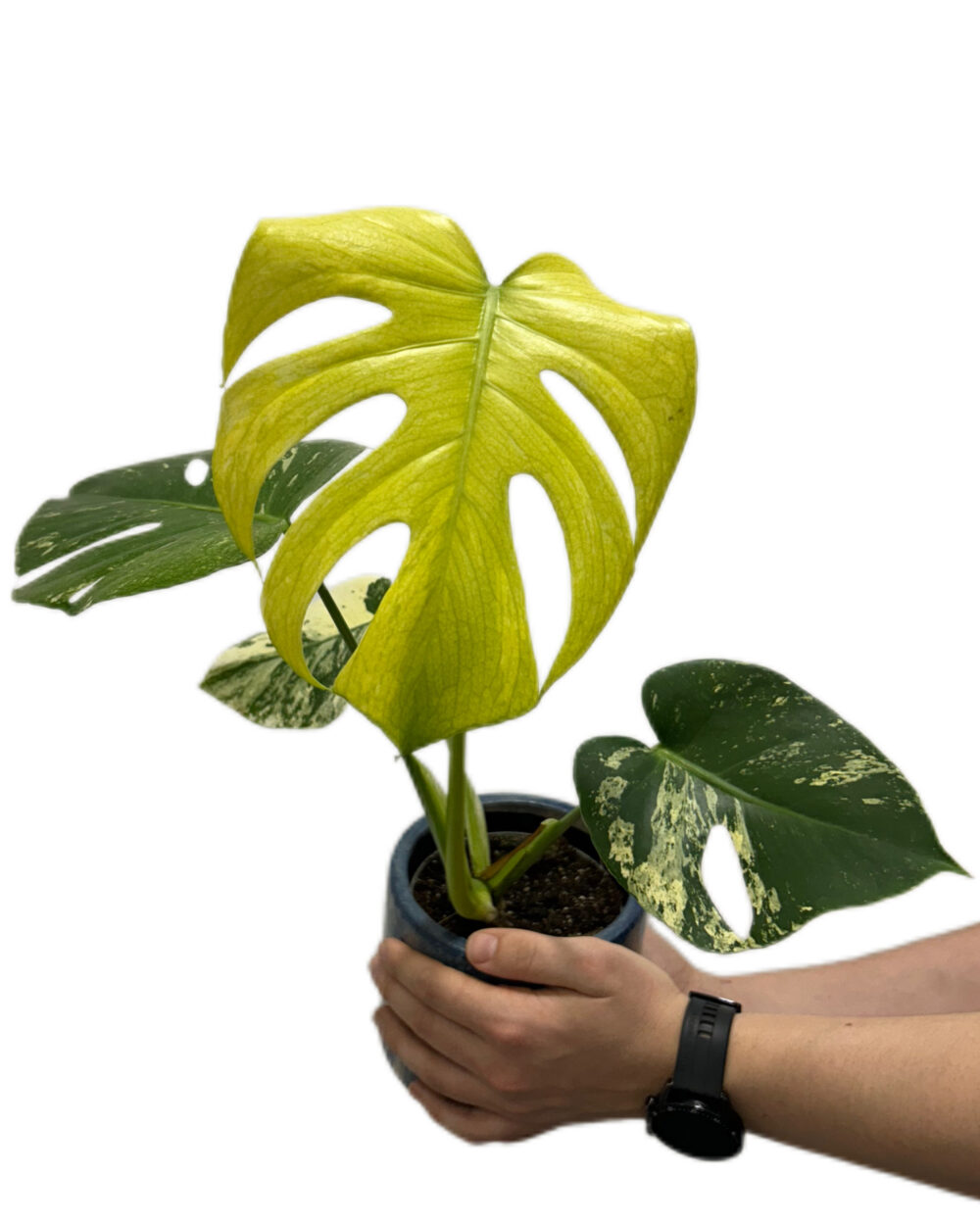 Monstera deliciosa ‘Mint’ (M)
