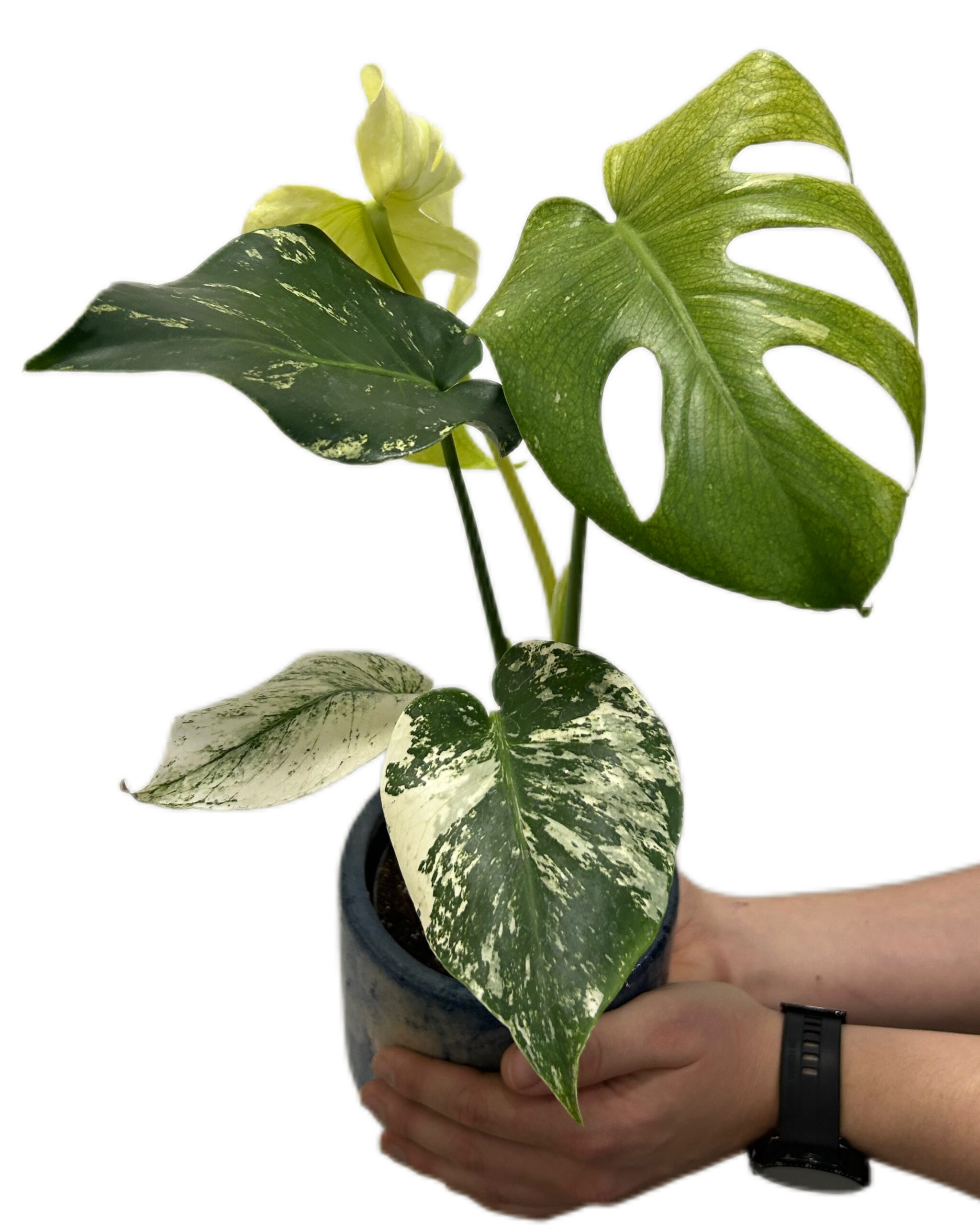 MONMINV12-2 MONMINV12-2