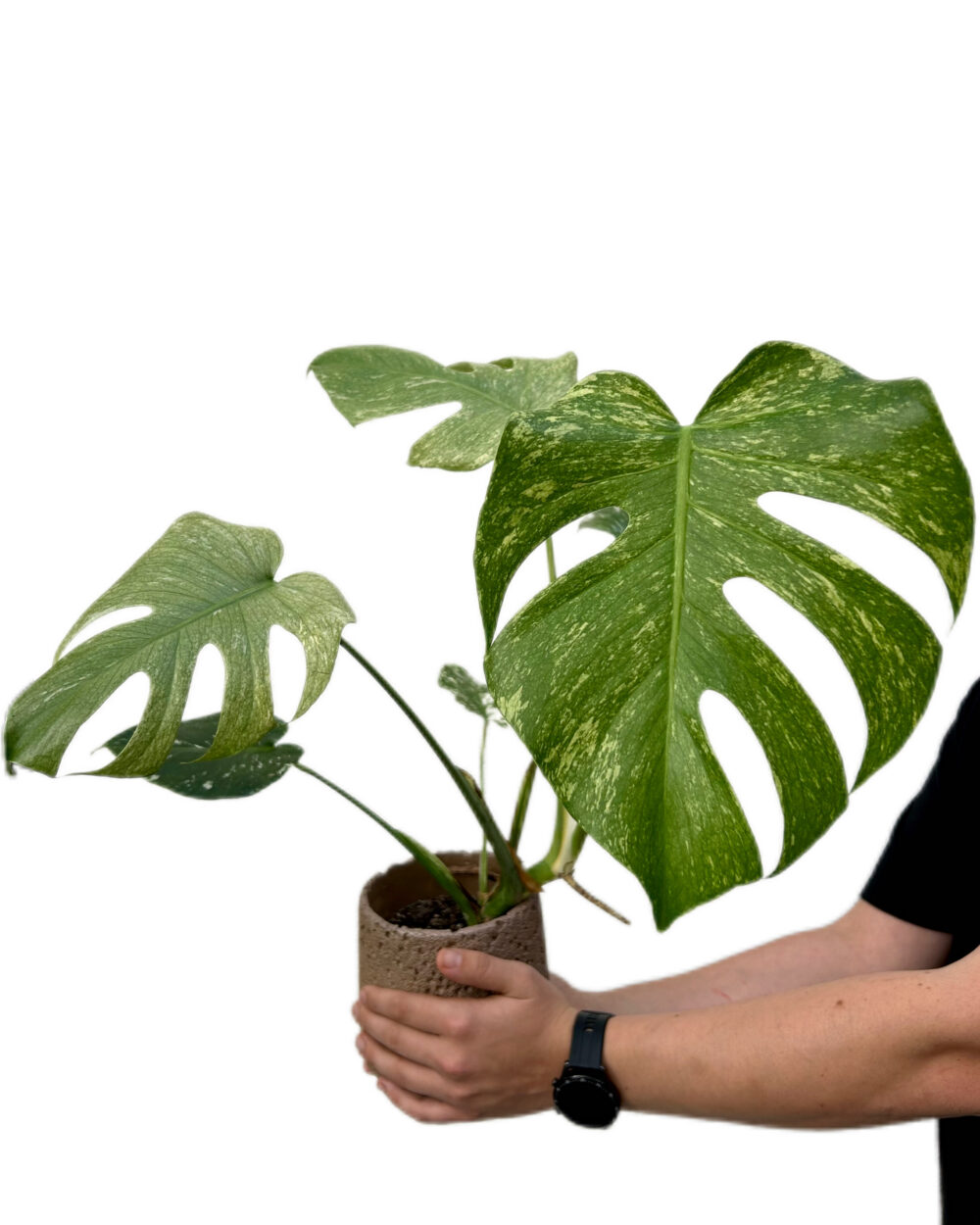 Monstera deliciosa ‘Mint’ (M)