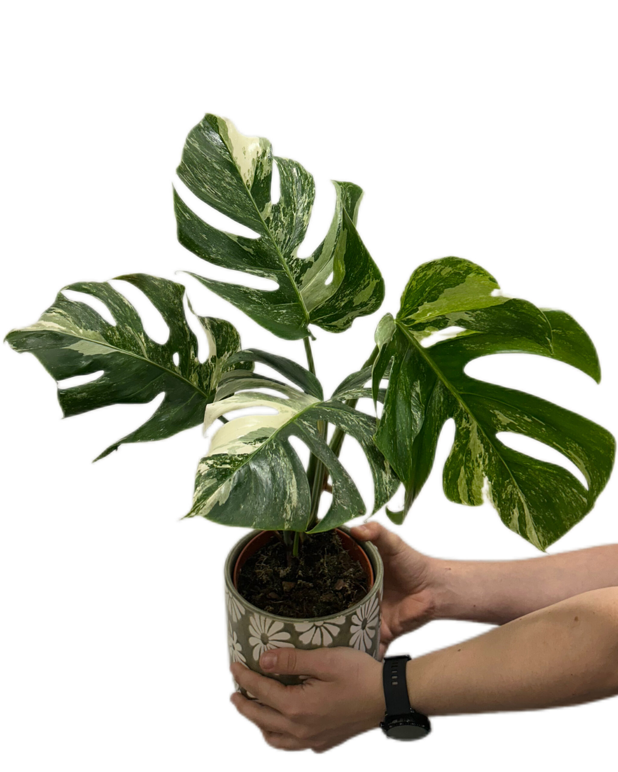 MONVAR15-1 MONVAR15-1