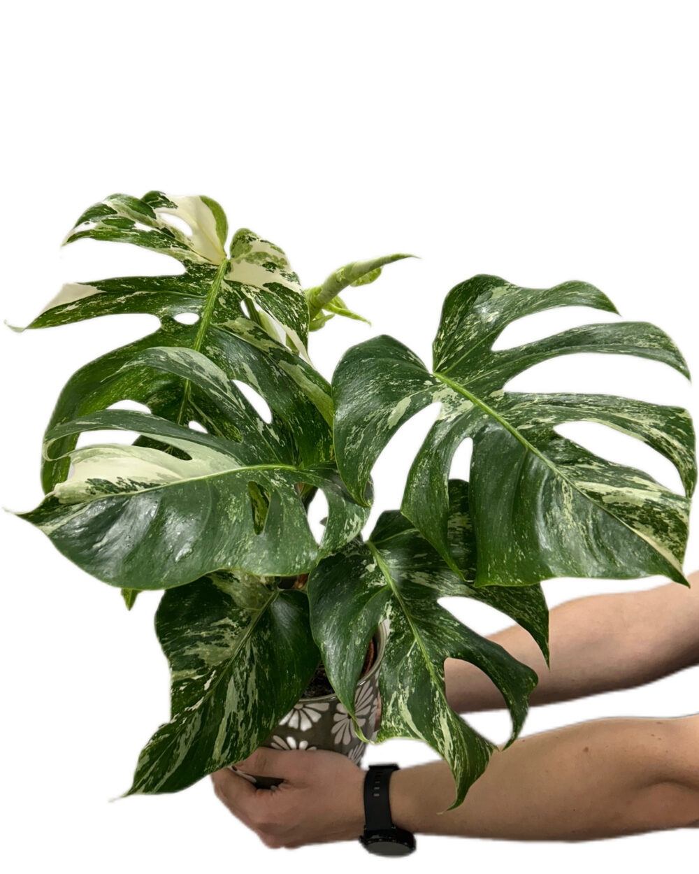 Monstera deliciosa ‘Variegata’ (L)