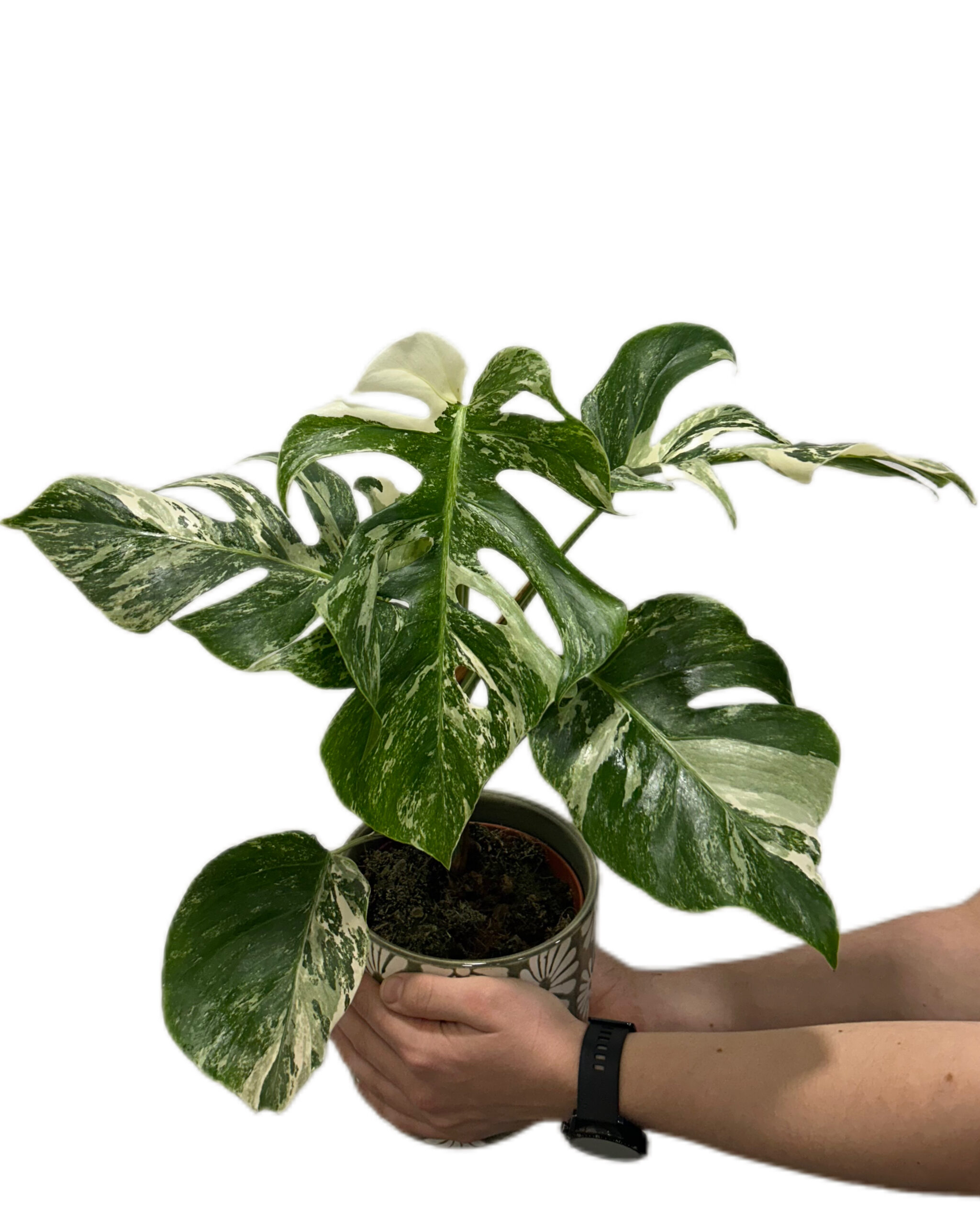 MONVAR15-3 MONVAR15-3