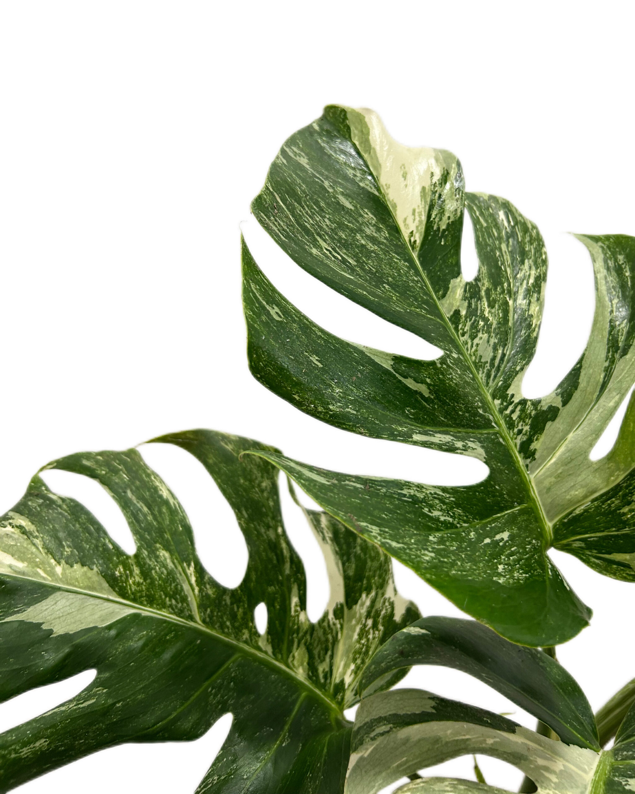 MONVAR15-4 MONVAR15-4