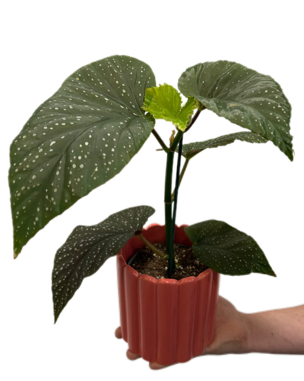 Begonia corallina (L)
