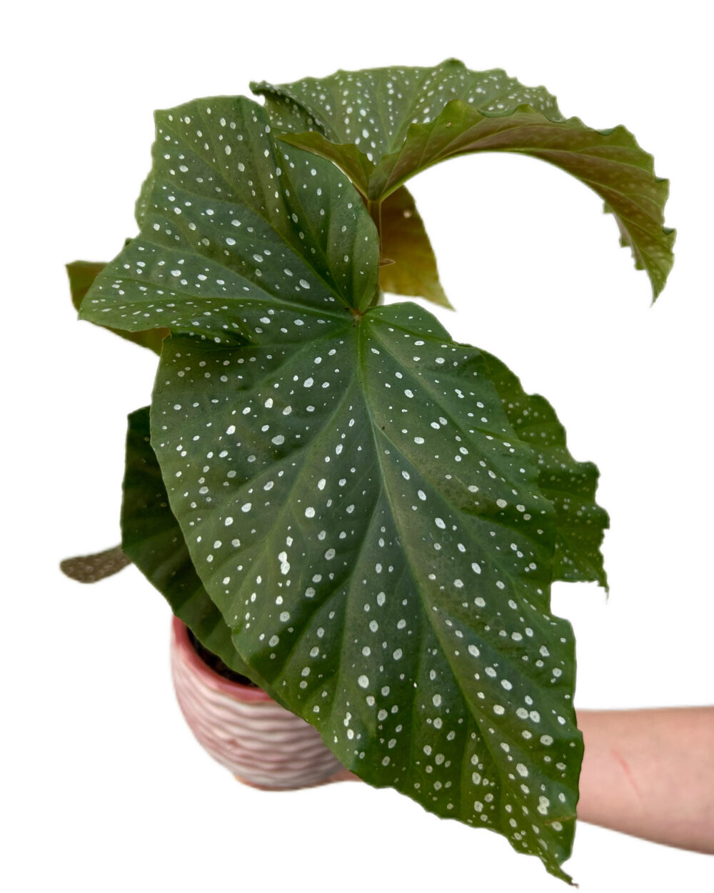 Begonia corallina (L)