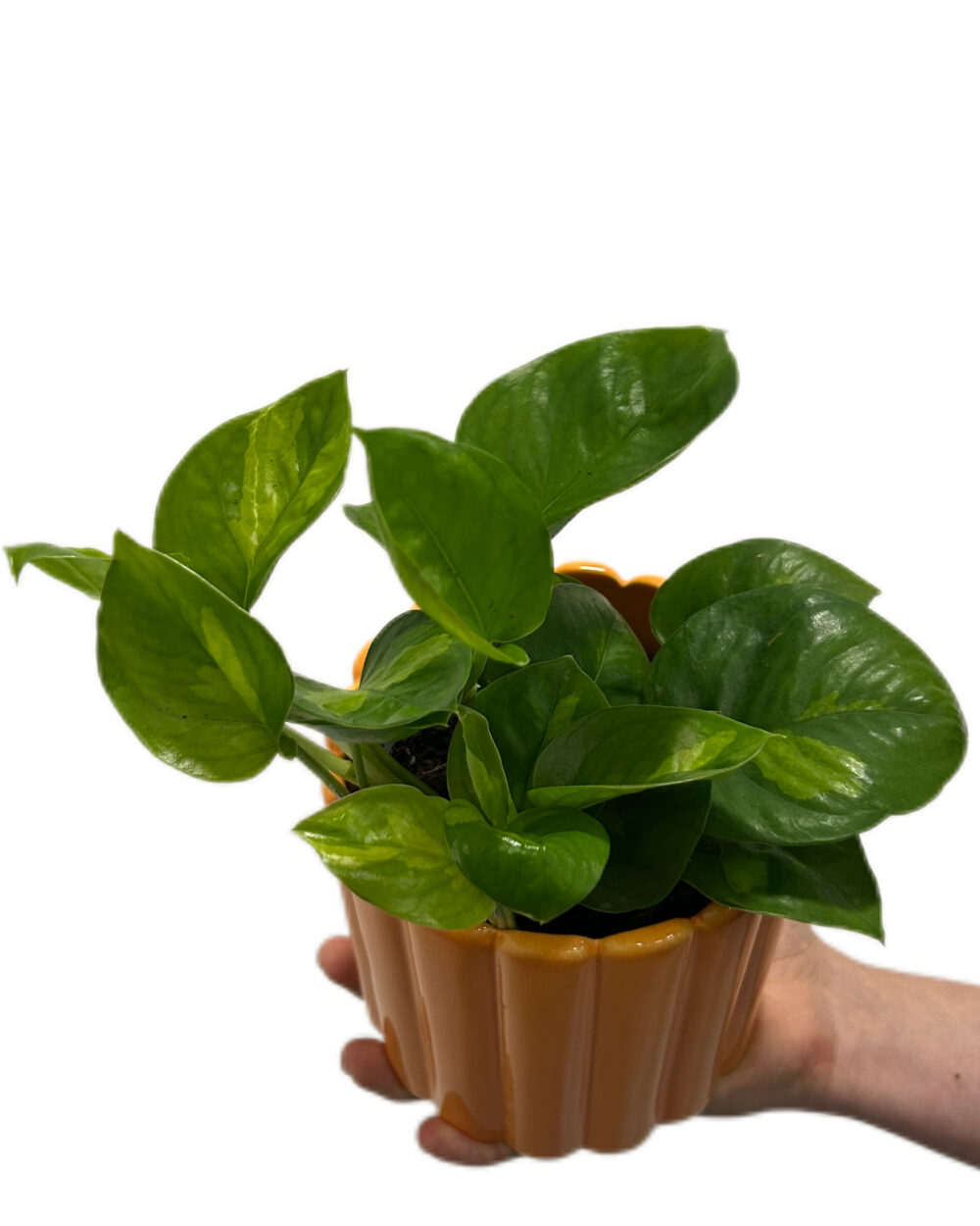 Epipremnum ‘Global Green’ (M)