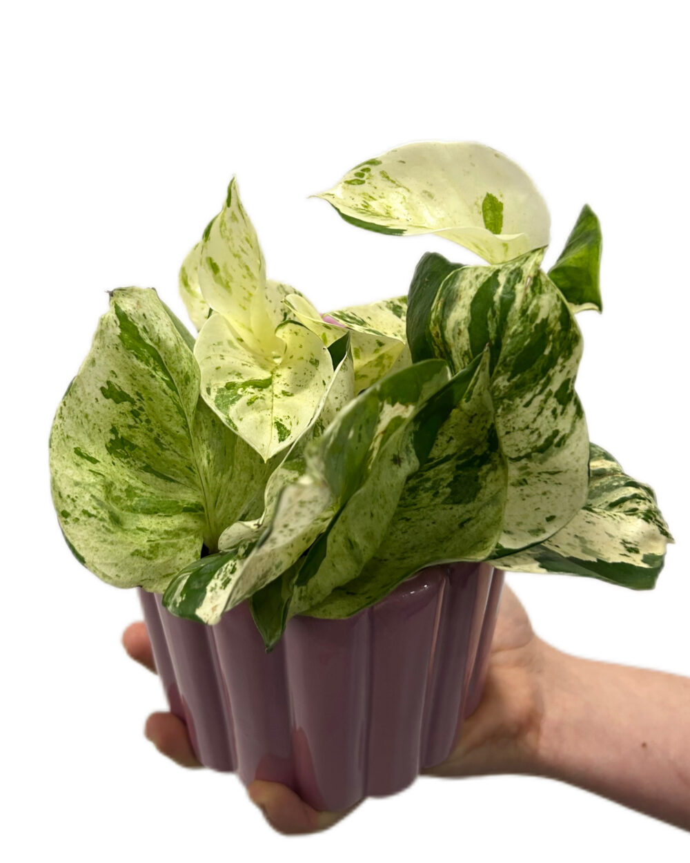 Epipremnum ‘Happy Leaf’ (M)