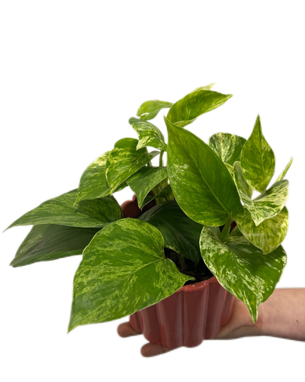 Epipremnum ‘Marble Queen’ (M)