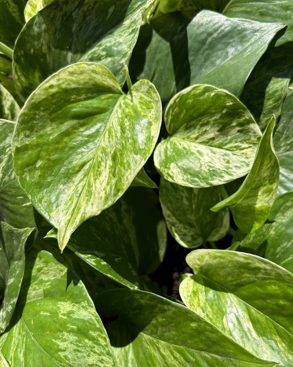 Epipremnum ‘Marble Queen’ (M)