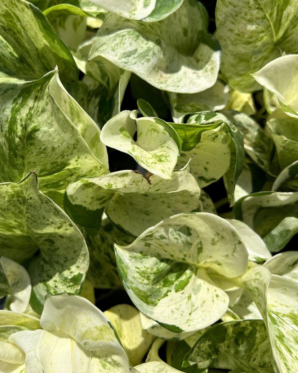 Epipremnum ‘Happy Leaf’ (M)