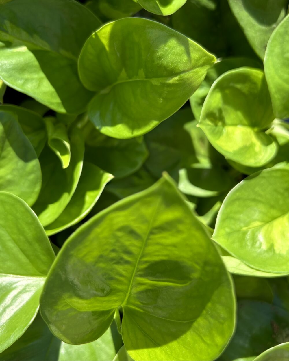 Epipremnum ‘Global Green’ (M)