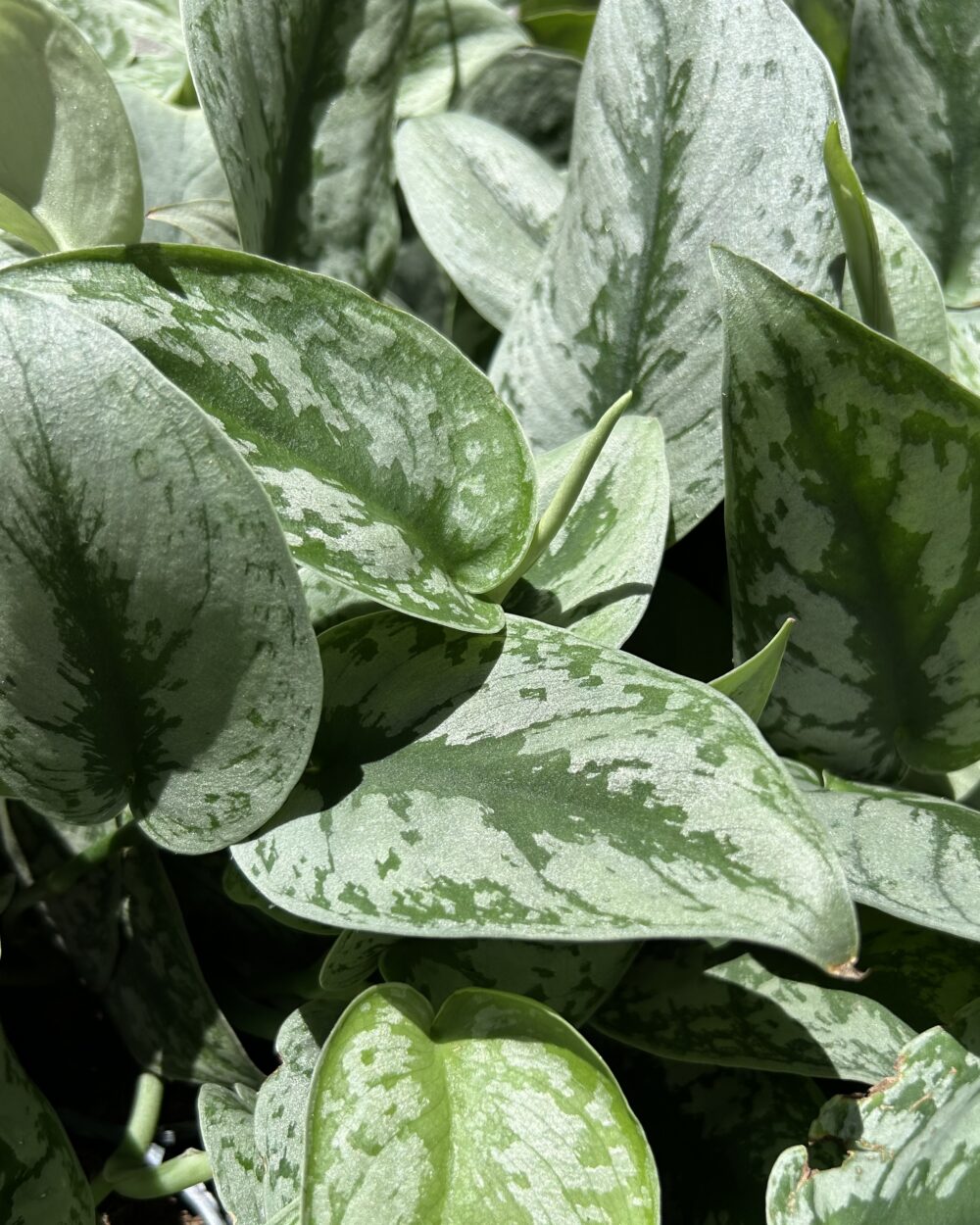 Scindapsus pictus ‘Trebie’ (M)