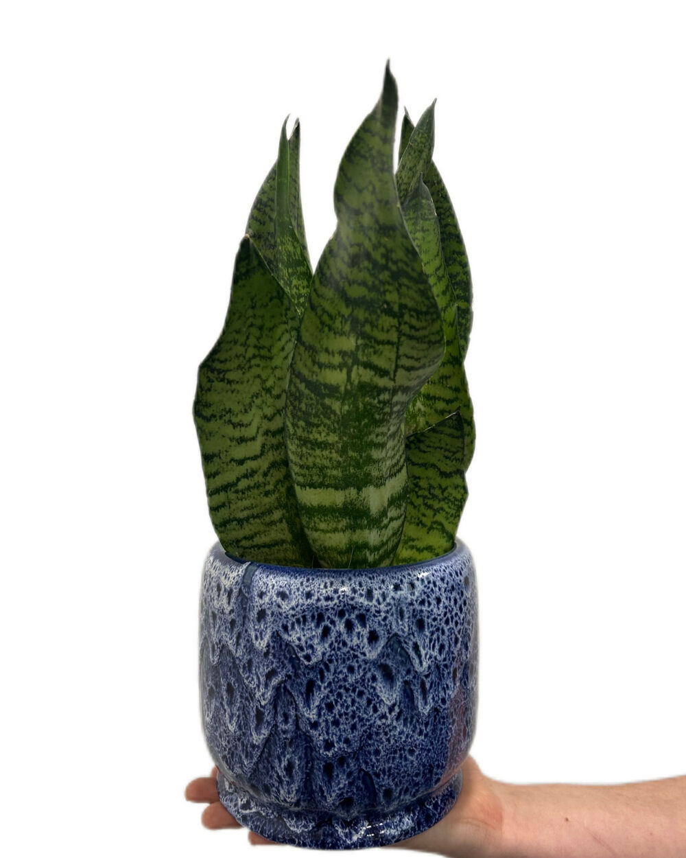 Sansevieria zeylanica ‘Compacta’ (L)