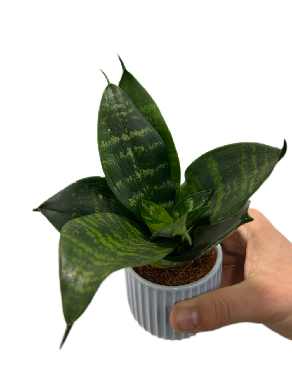 Sansevieria trifasciata ‘Hahnii’ (XS)