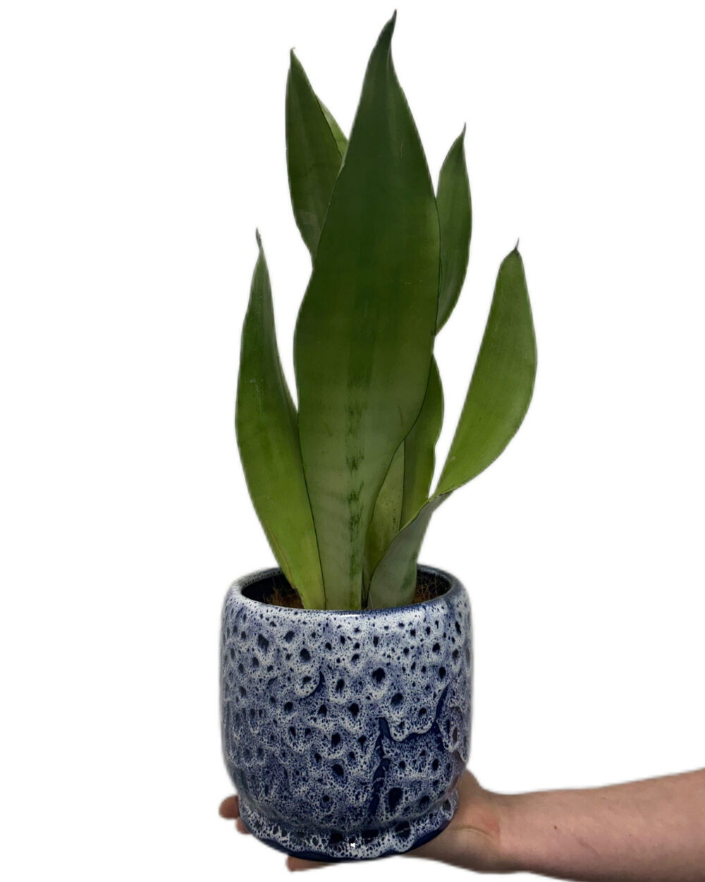 Sansevieria trifasciata ‘Moonshine’ (L)