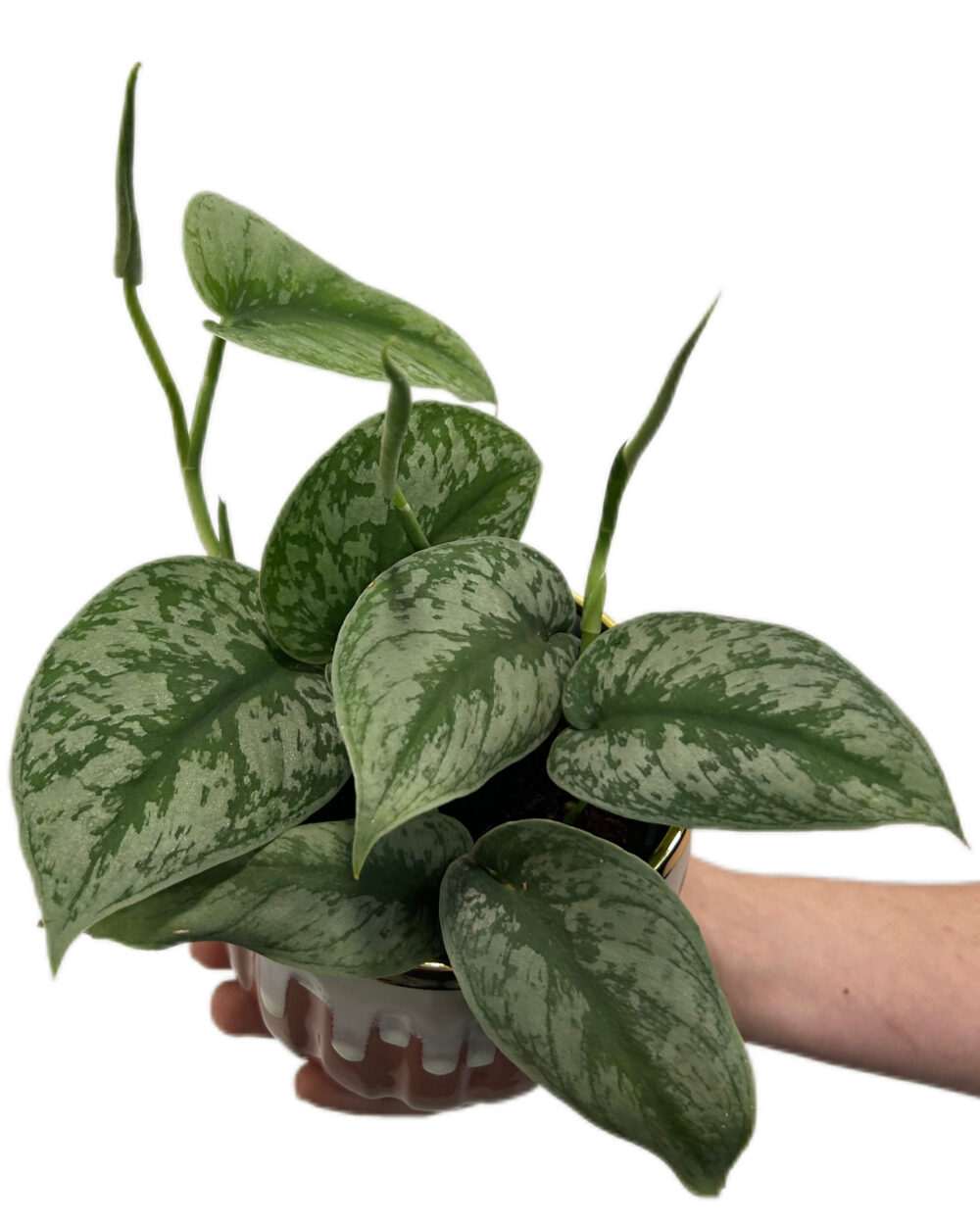 Scindapsus pictus ‘Trebie’ (M)