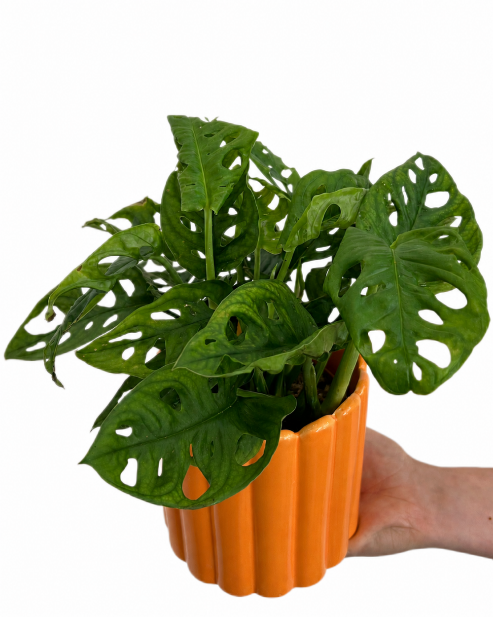 Monstera adansonii (M)
