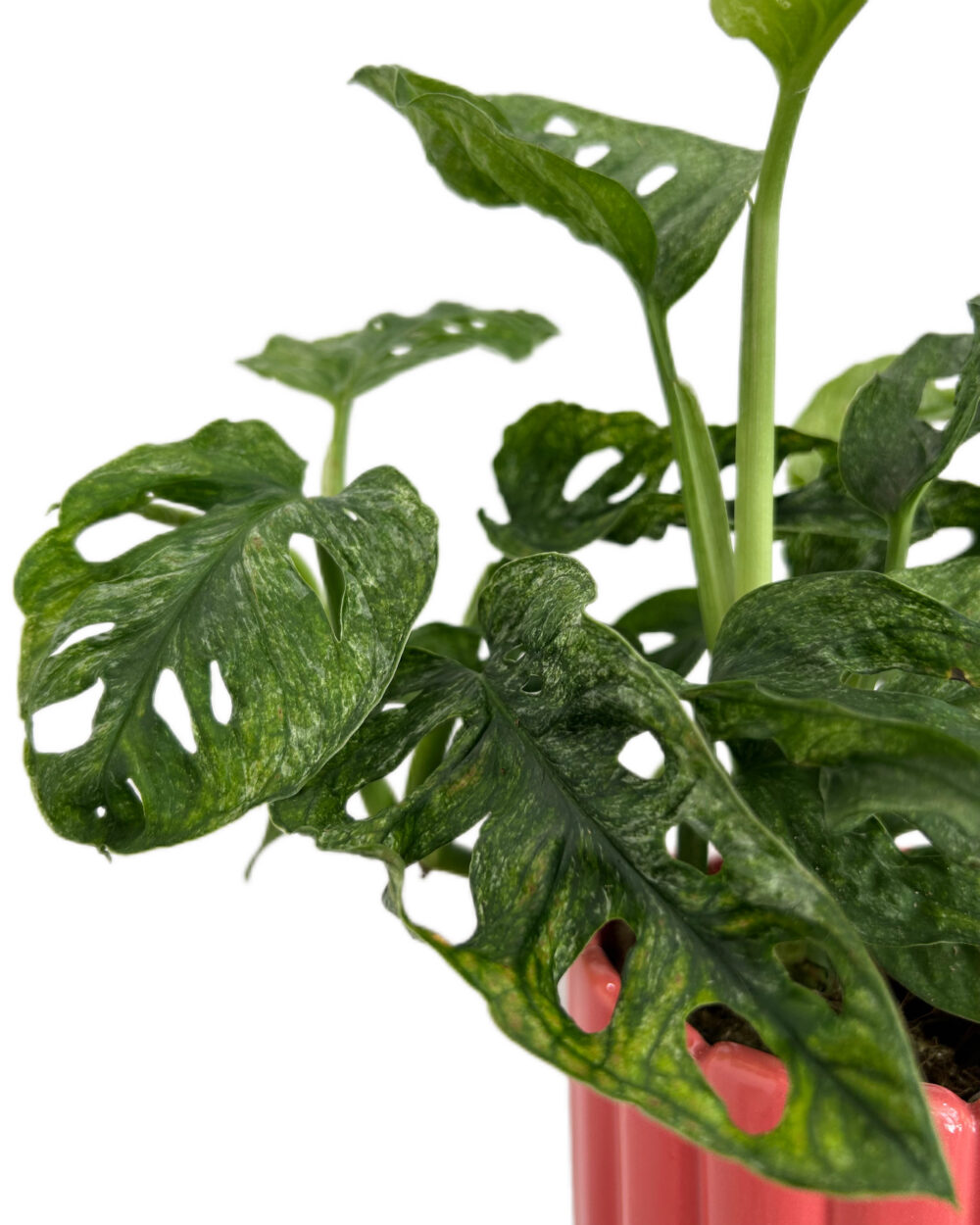 Monstera adansonii ‘Mint’ (M)