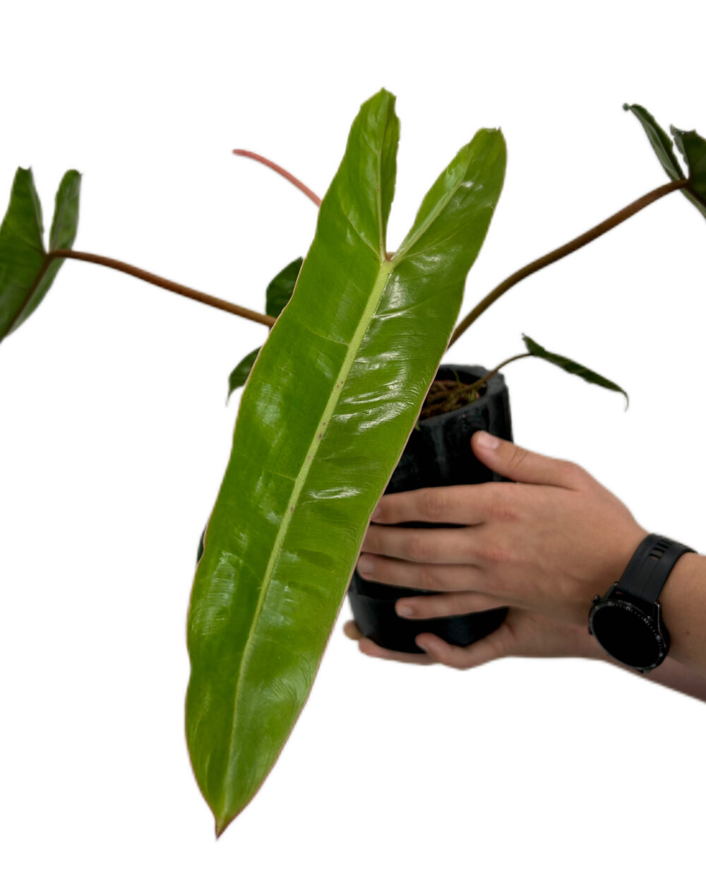 Philodendron billietiae (M)