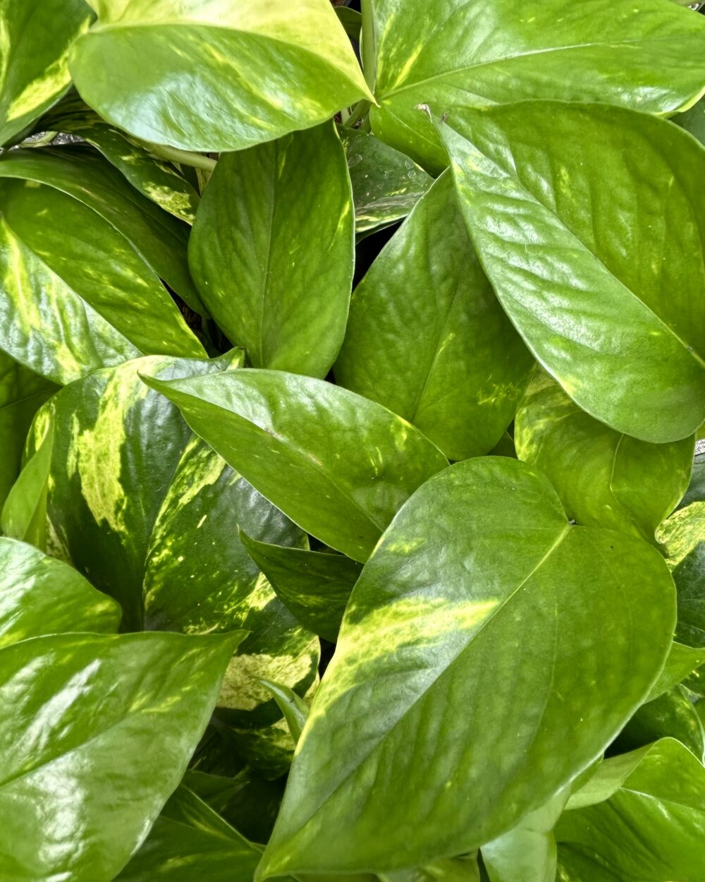 Epipremnum ‘Aureum’ (M)