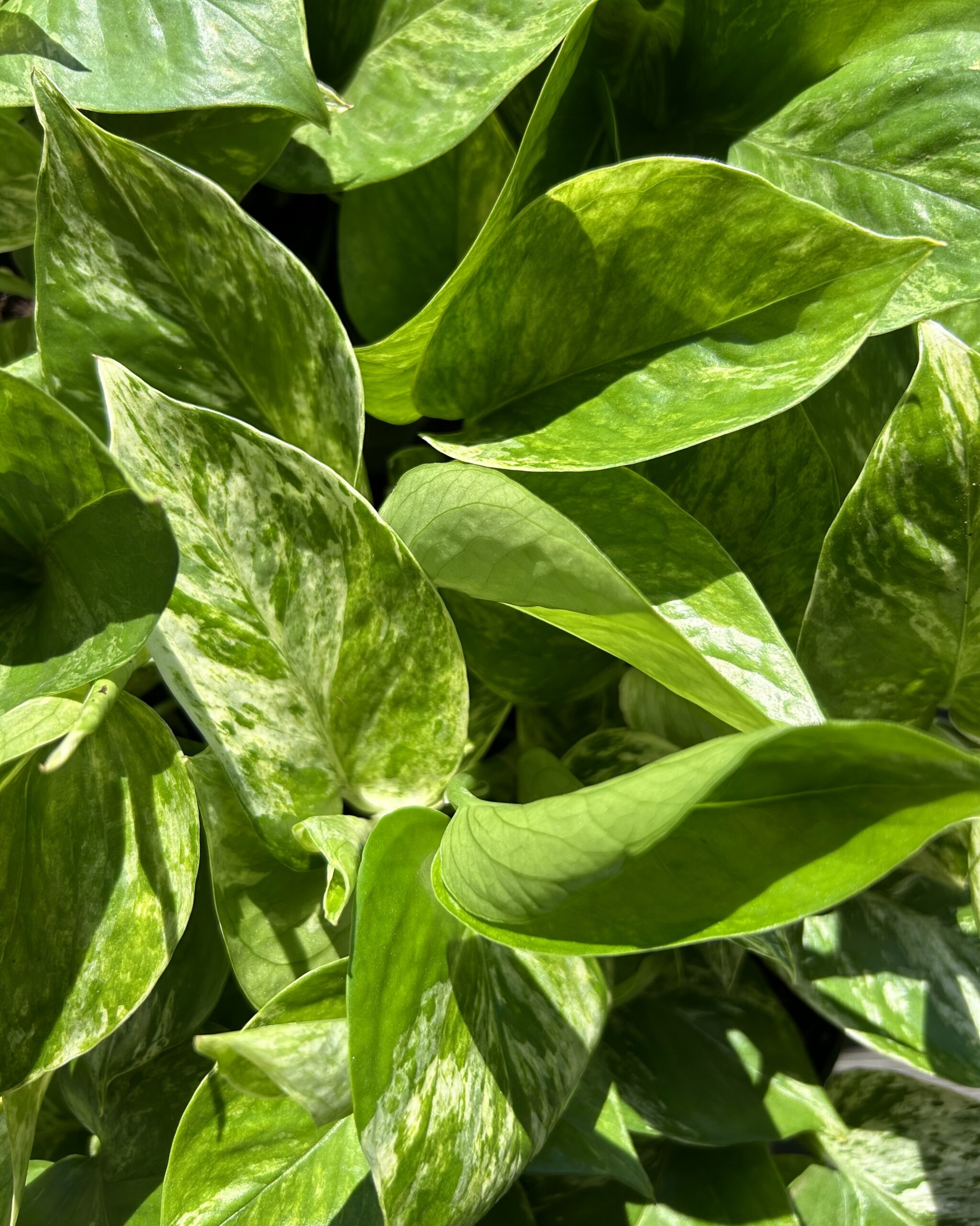 Image Slider
