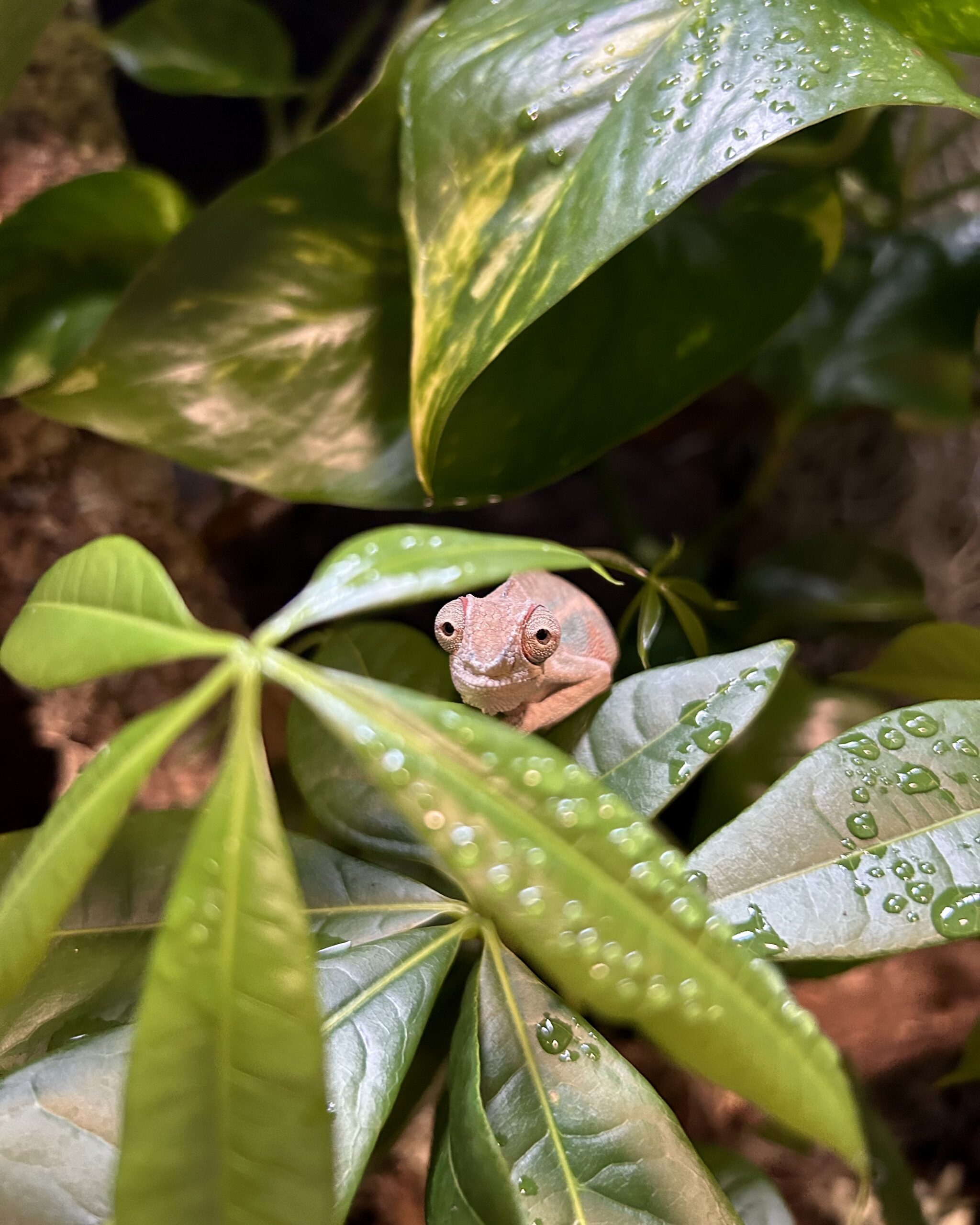 Image Slider